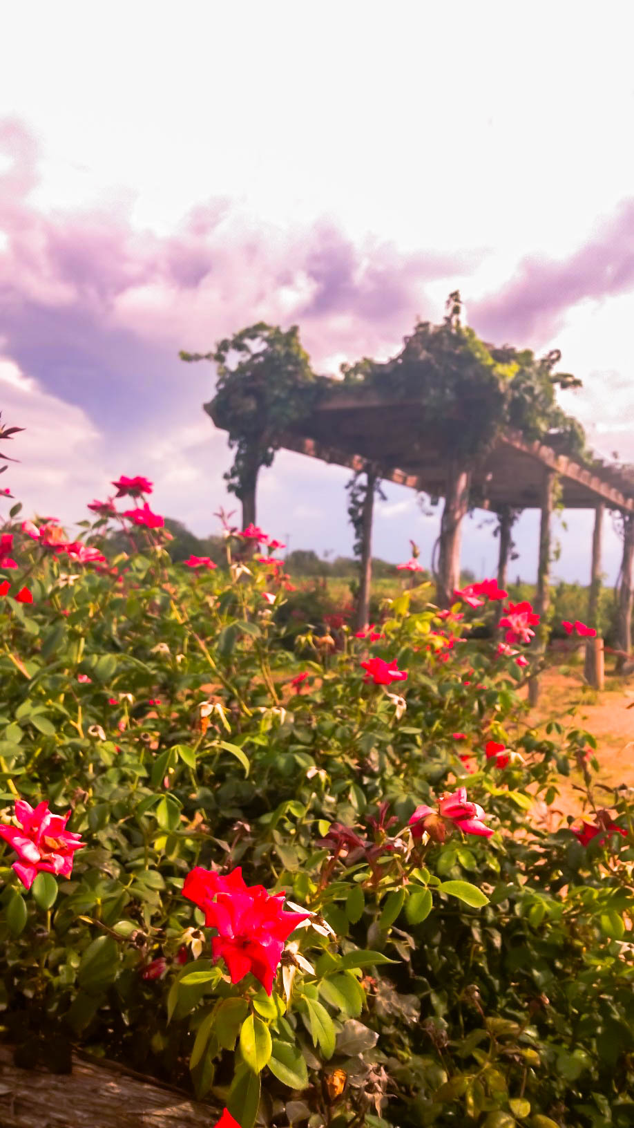 Texas Wine Country, outside of Fredericksburg