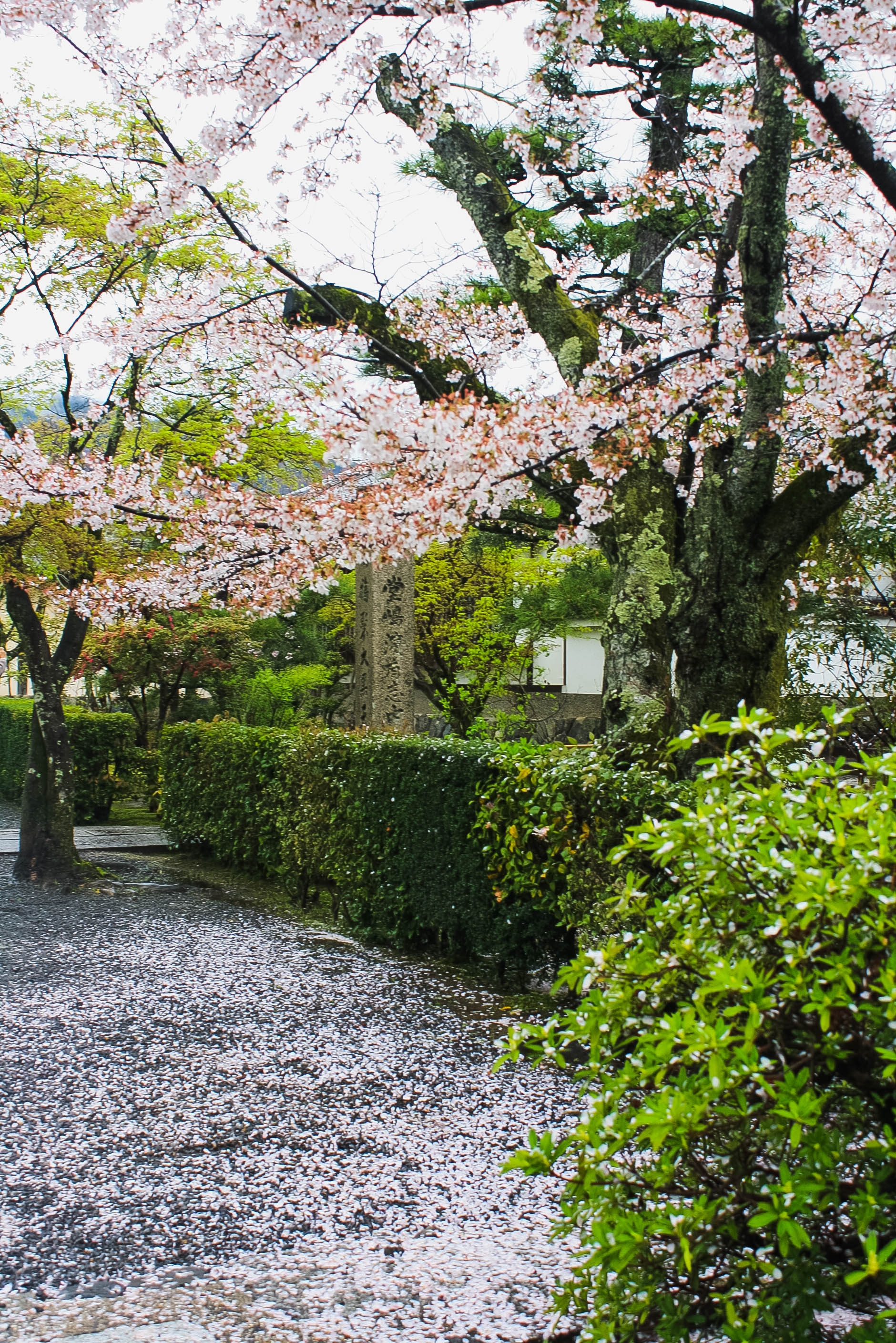 Arashiyama 2