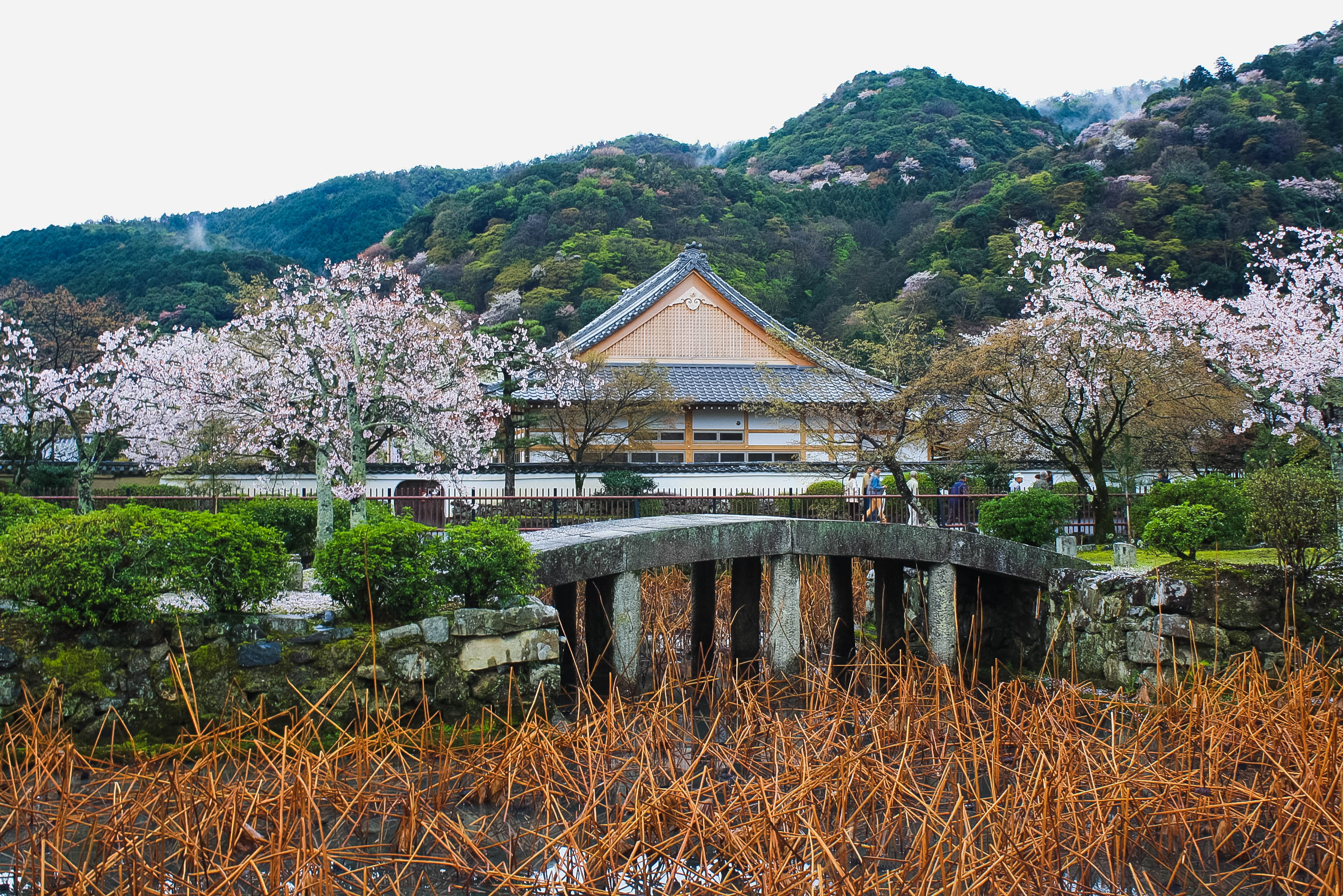 Arashiyama 3