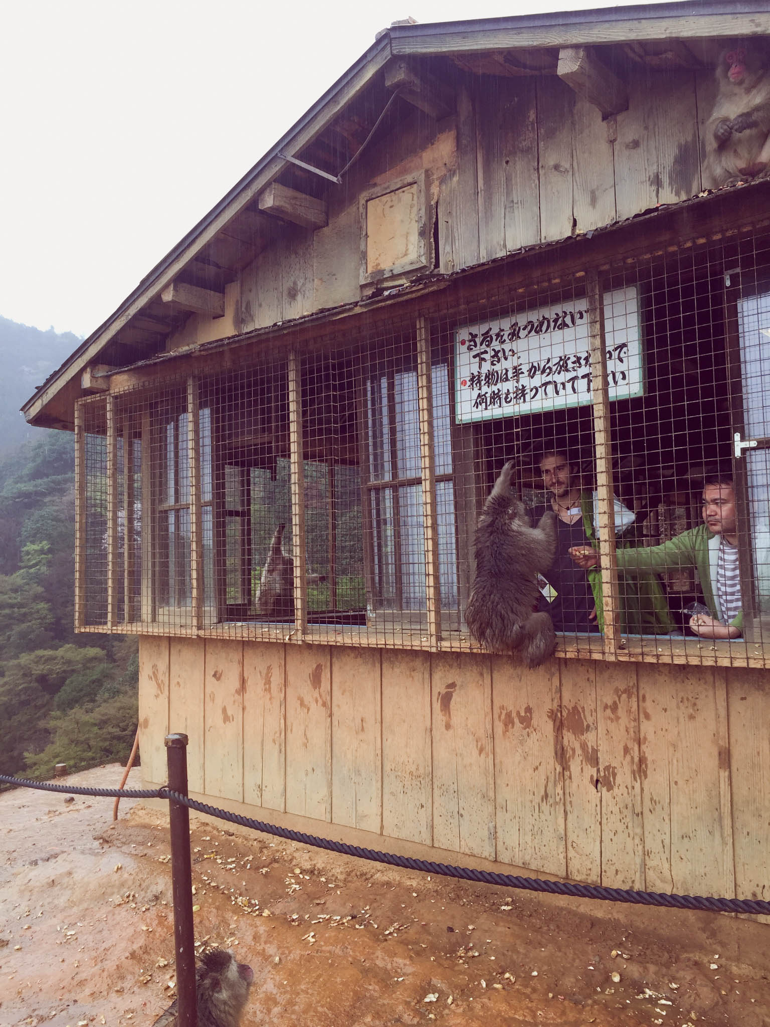 Arashiyama Monkeys and Bamboo Forest Kyoto (101 of 5)