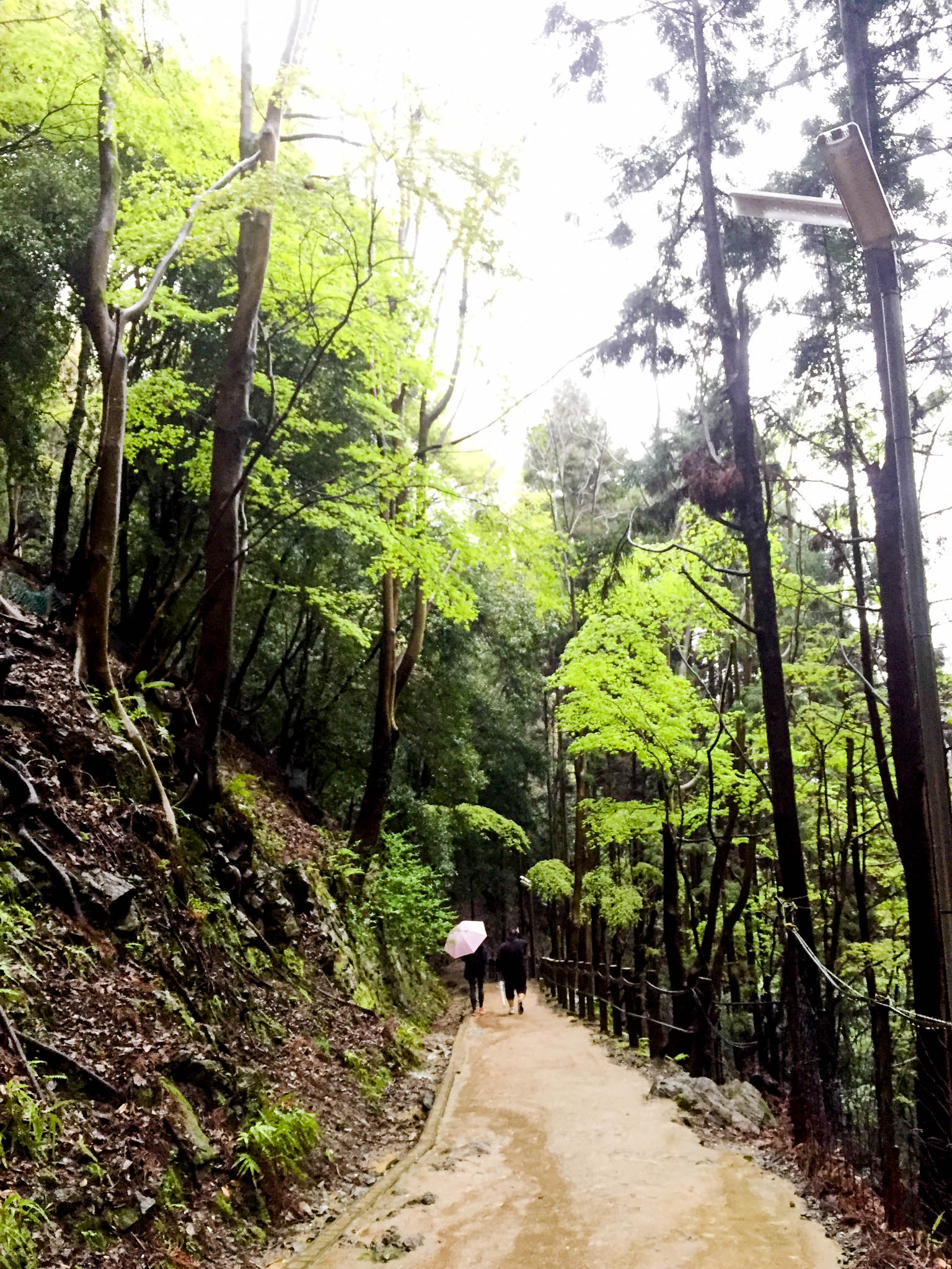 Arashiyama Monkeys and Bamboo Forest Kyoto (104 of 5)