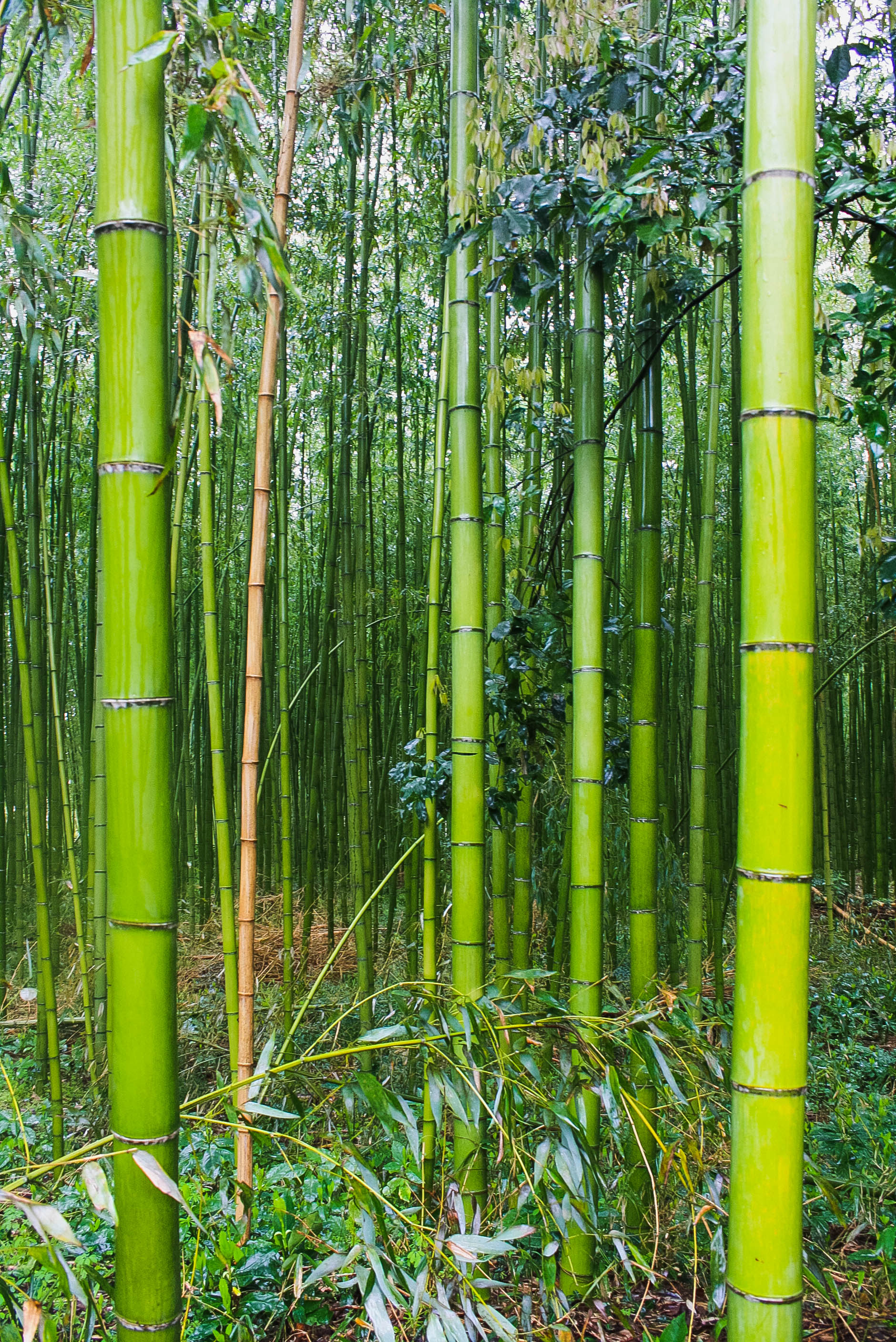 Arashiyama Monkeys and Bamboo Forest Kyoto (13 of 34)