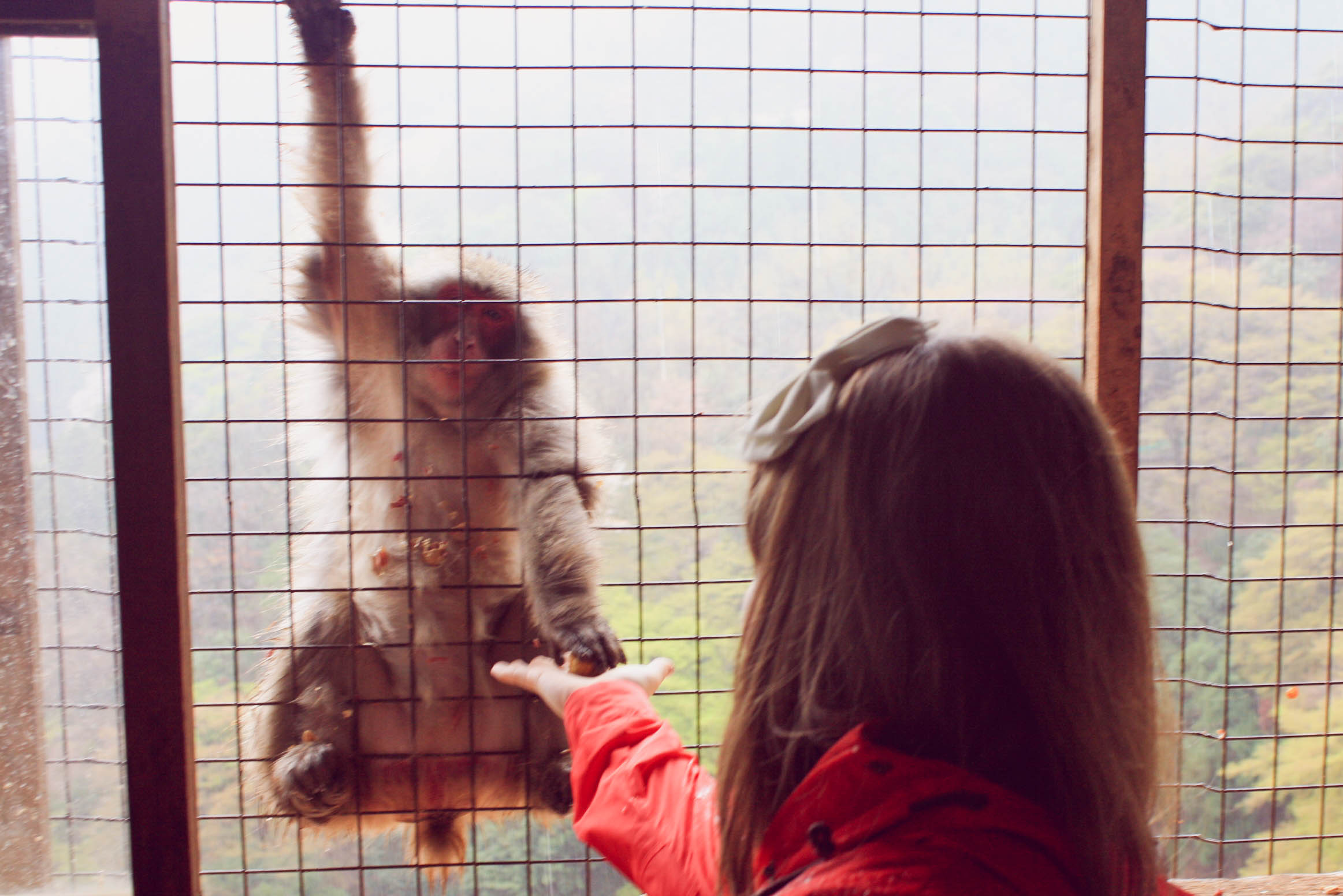 Arashiyama Monkeys and Bamboo Forest Kyoto (15 of 34)