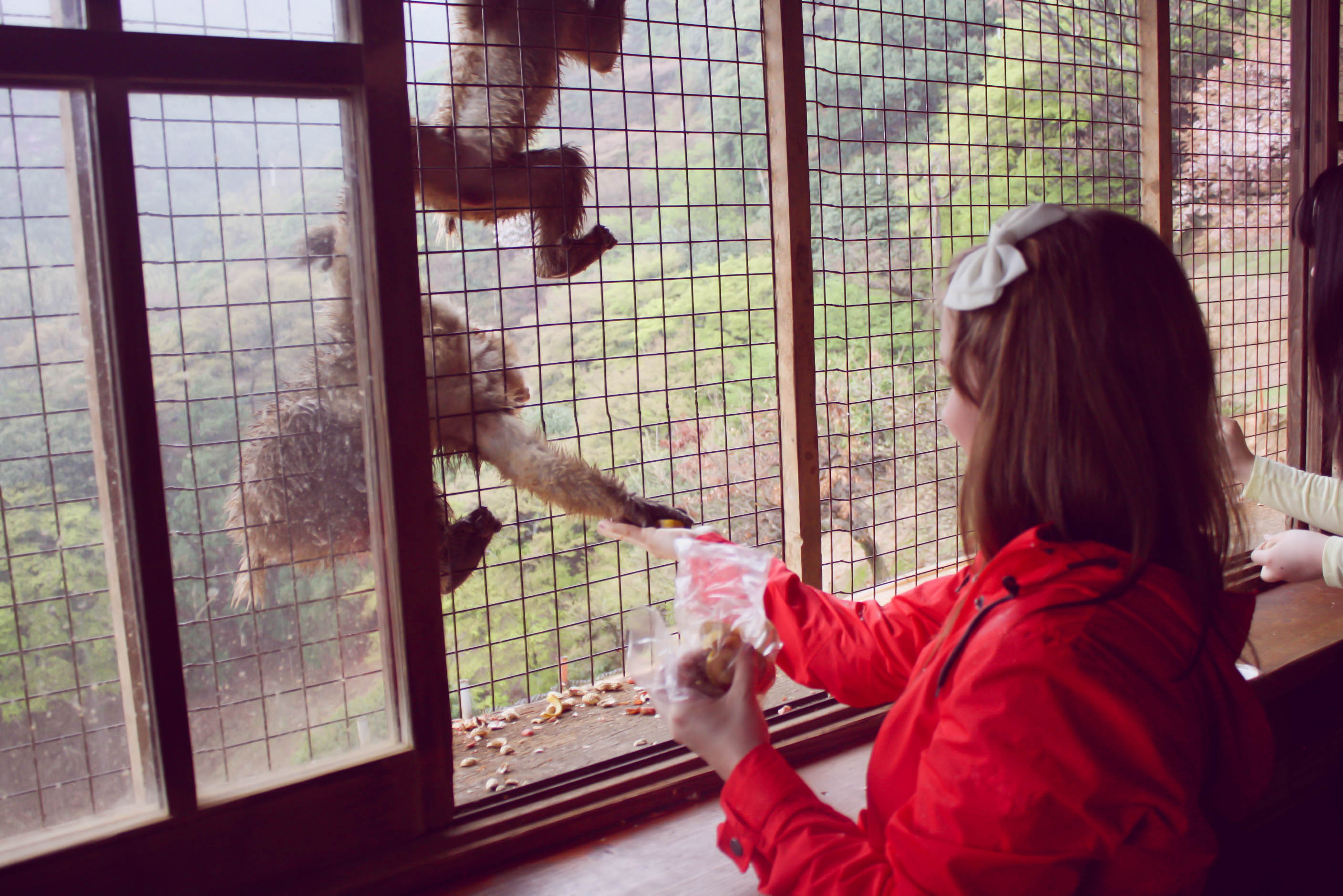 Arashiyama Monkeys and Bamboo Forest Kyoto (18 of 34)