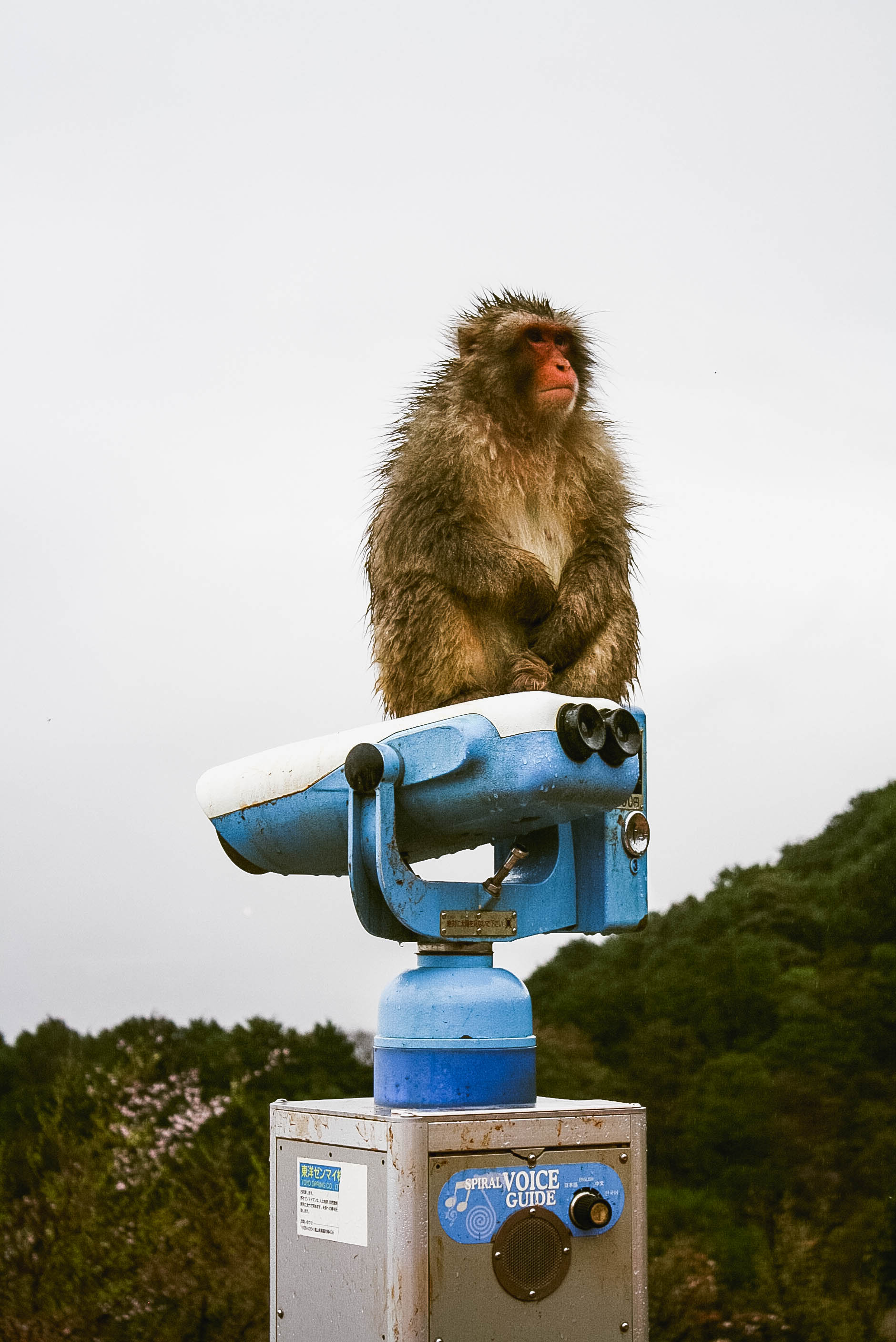 Arashiyama Monkeys and Bamboo Forest Kyoto (32 of 34)