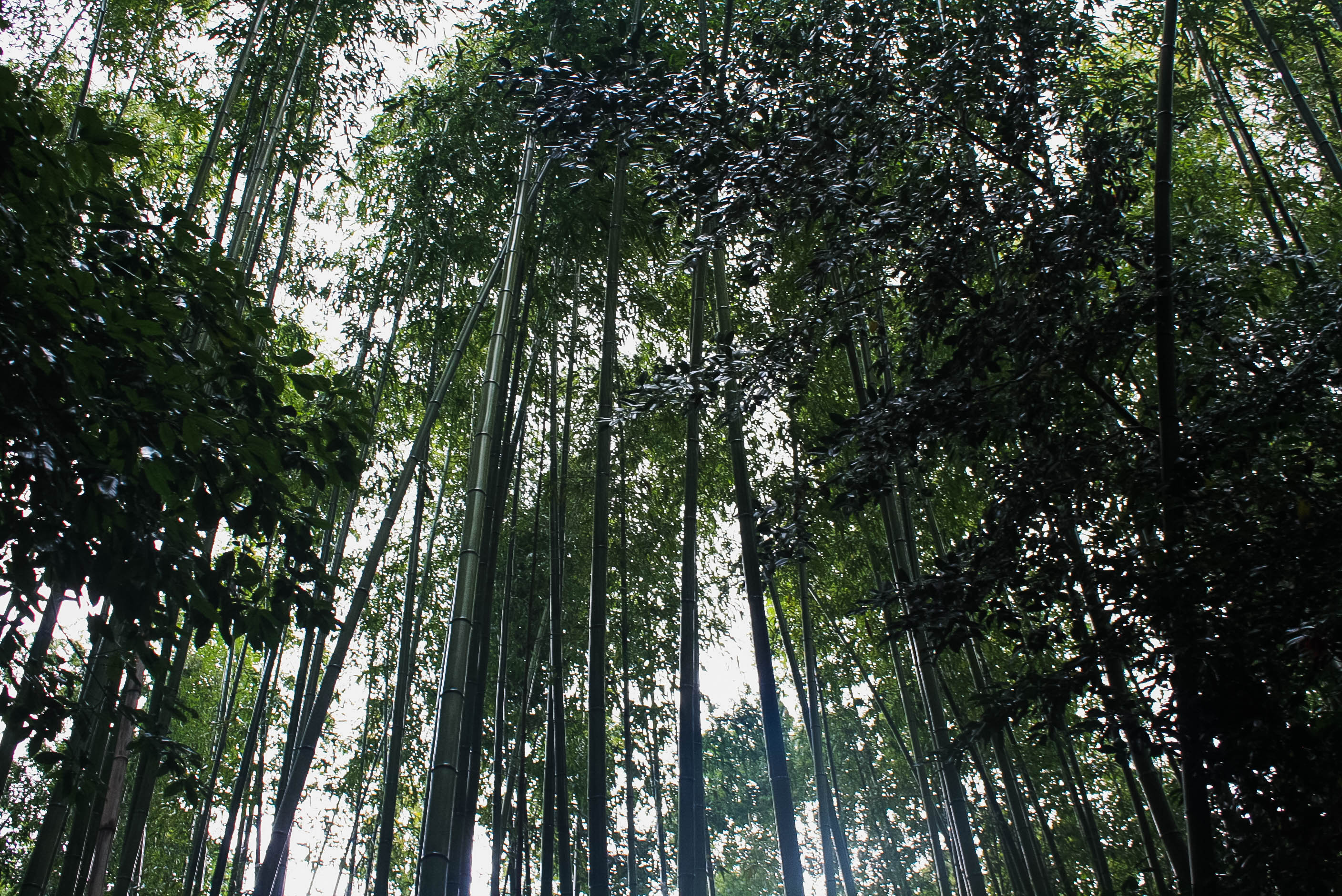 Arashiyama Monkeys and Bamboo Forest Kyoto (7 of 34)