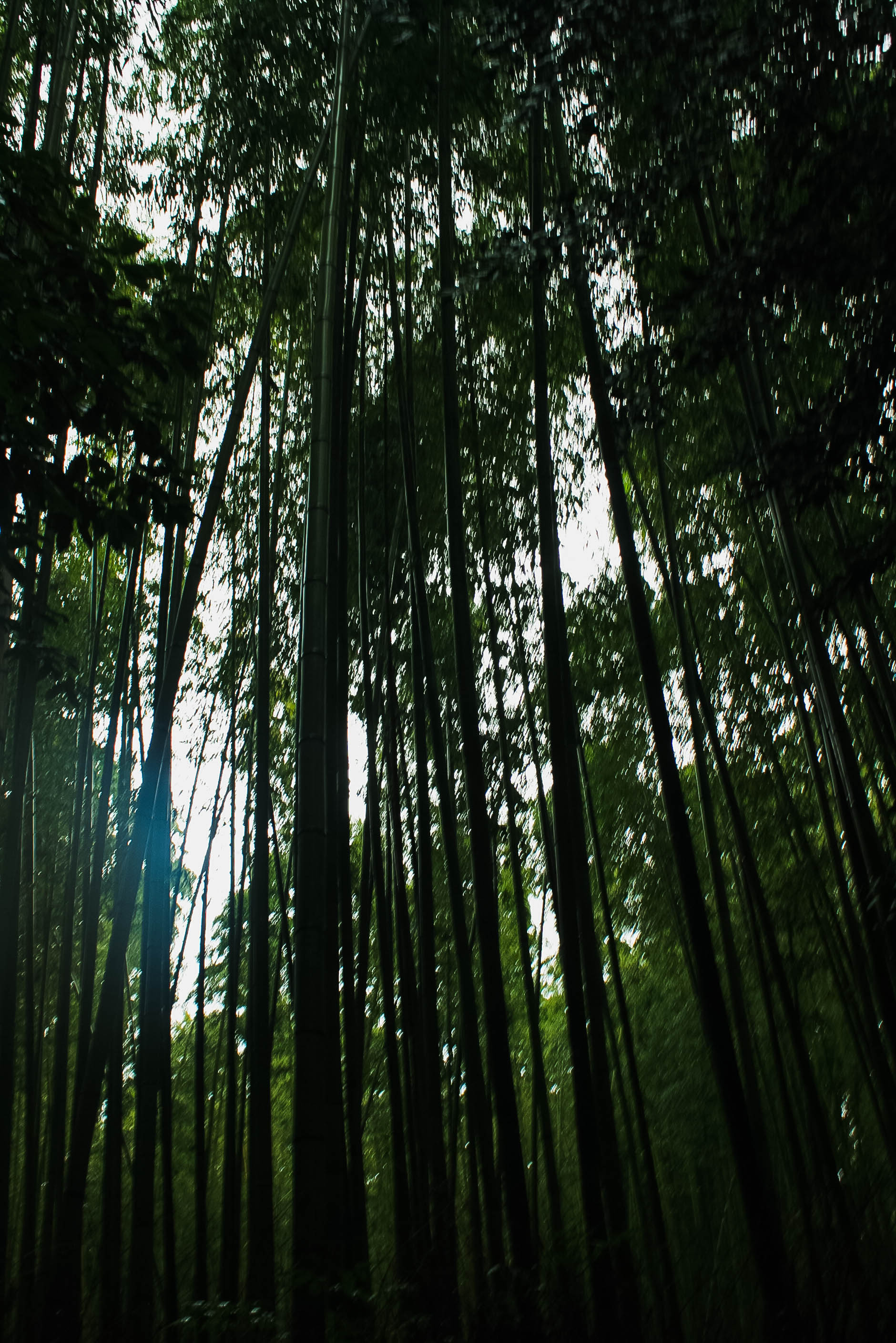 Arashiyama Monkeys and Bamboo Forest Kyoto (8 of 34)