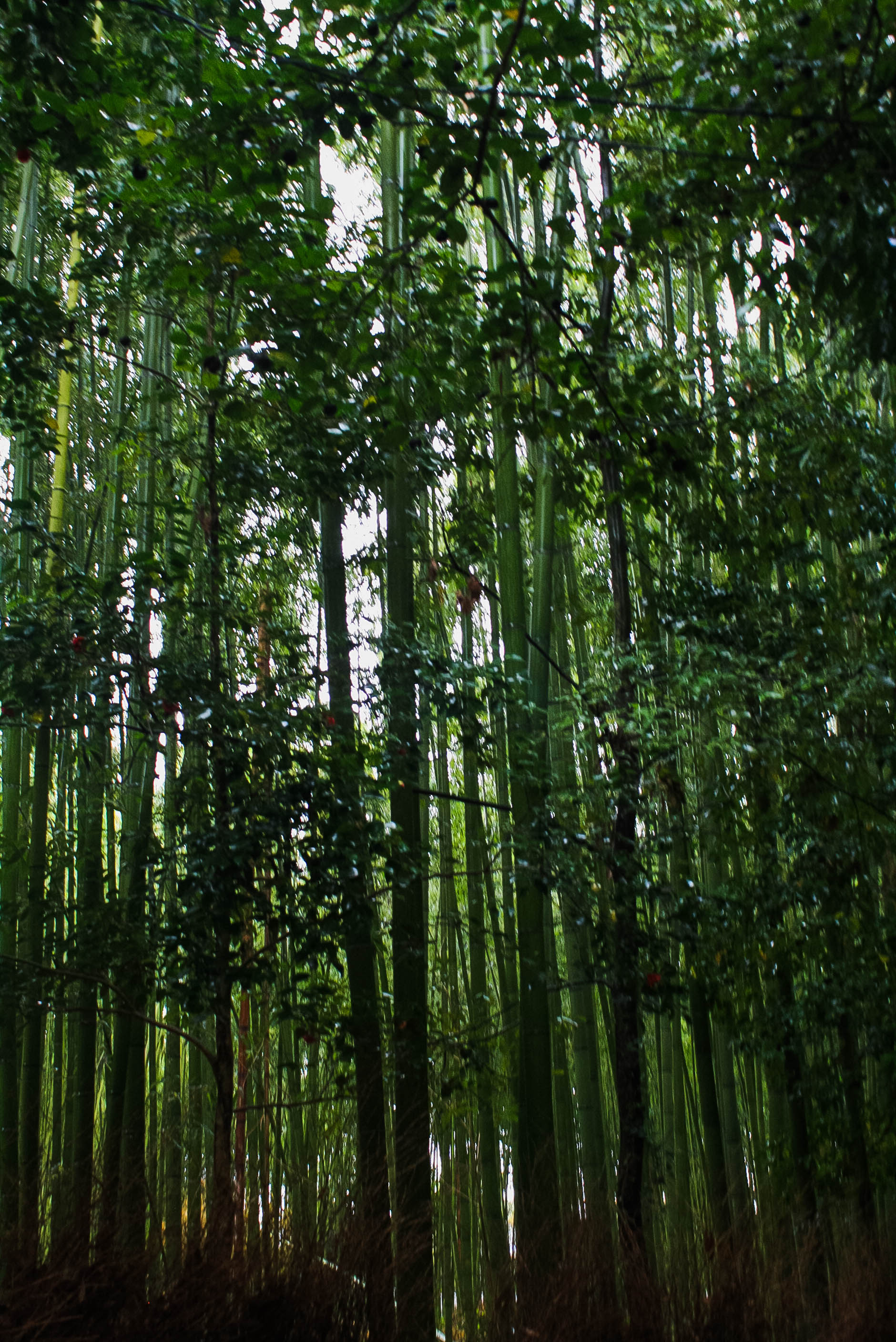 Arashiyama Monkeys and Bamboo Forest Kyoto (9 of 34)