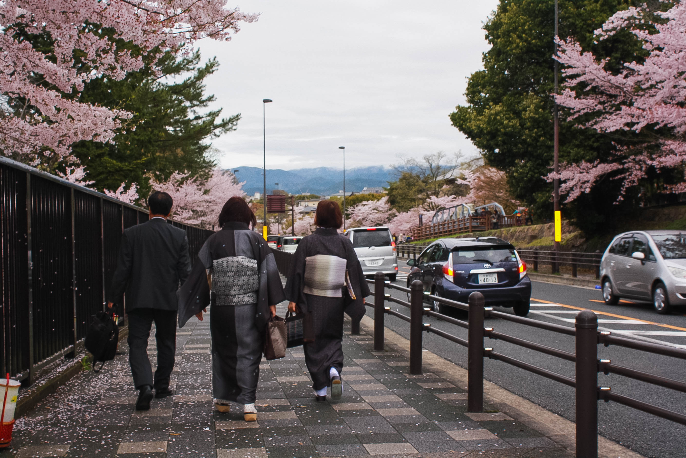 cherry blossom season kyoto