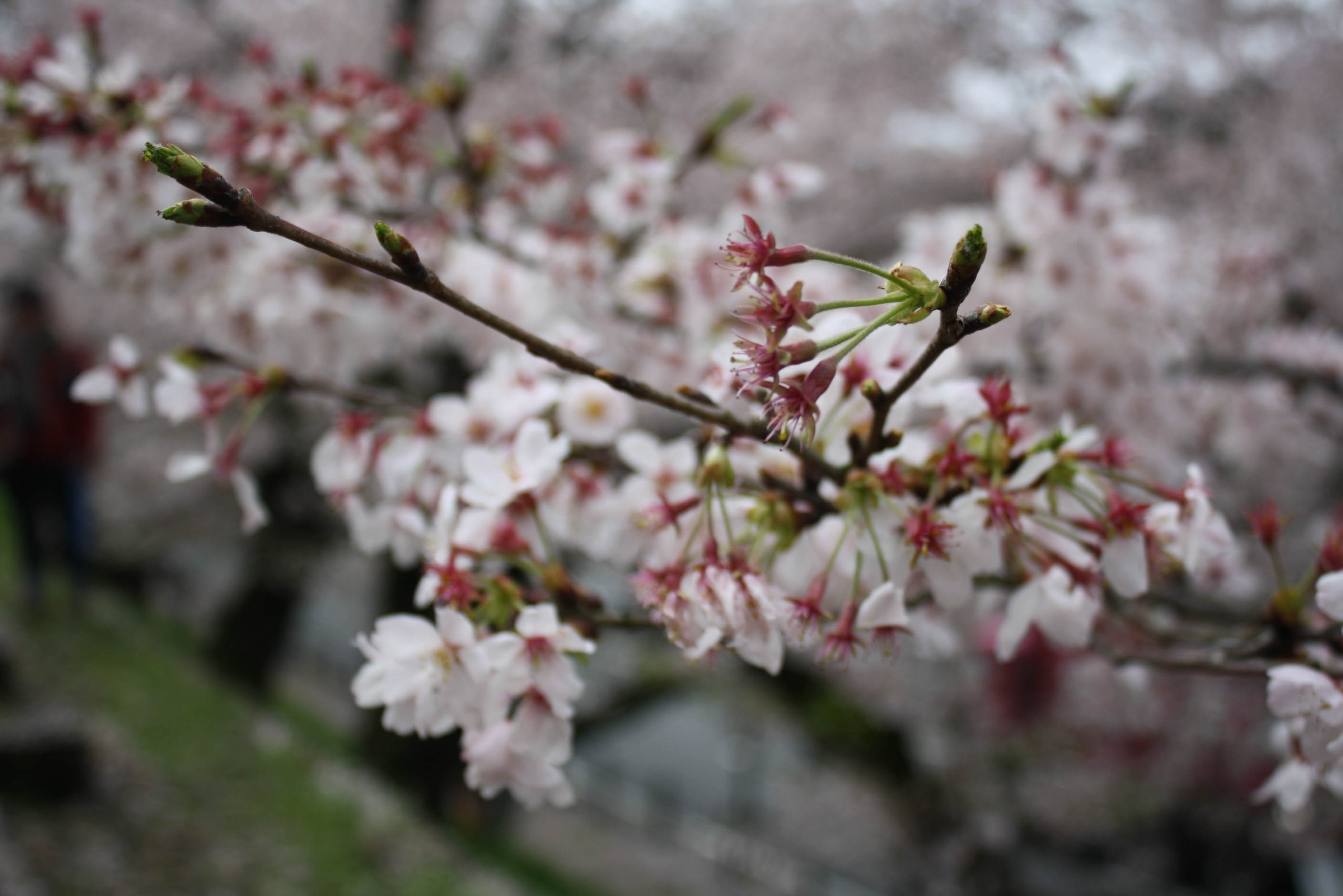 cherry blossom season kyoto 1