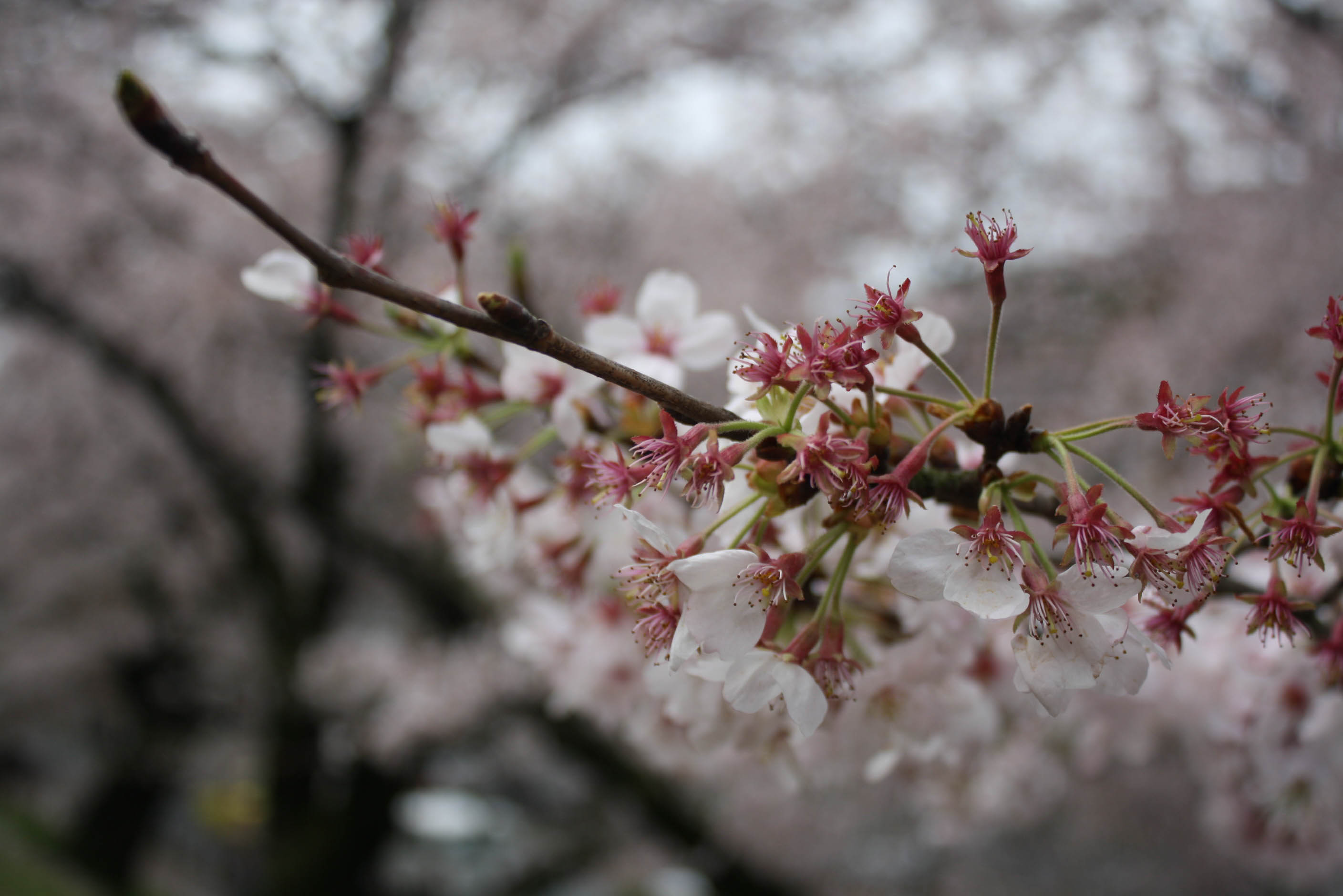 cherry blossom season kyoto 2