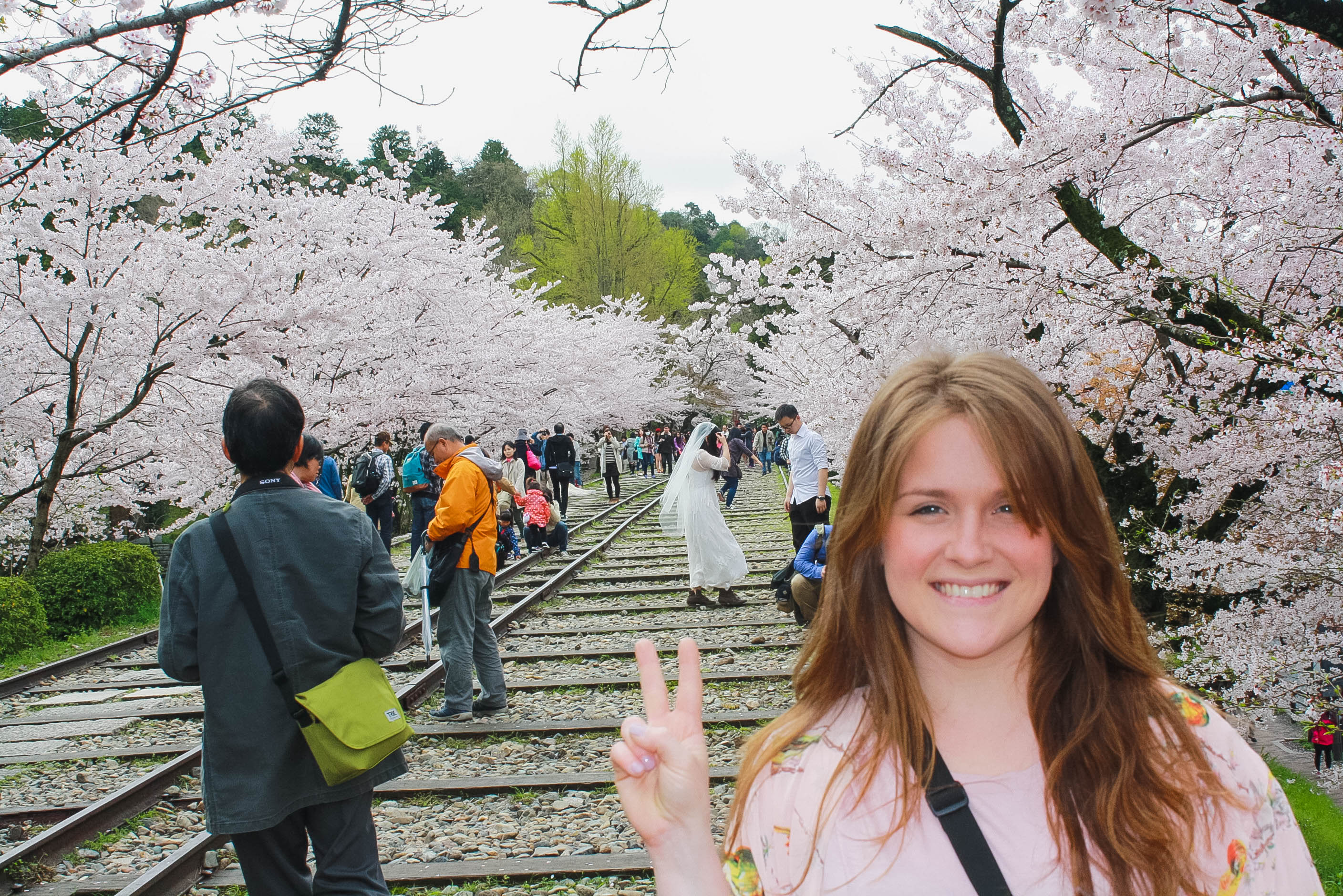 cherry blossom season kyoto Tiny Kelsie