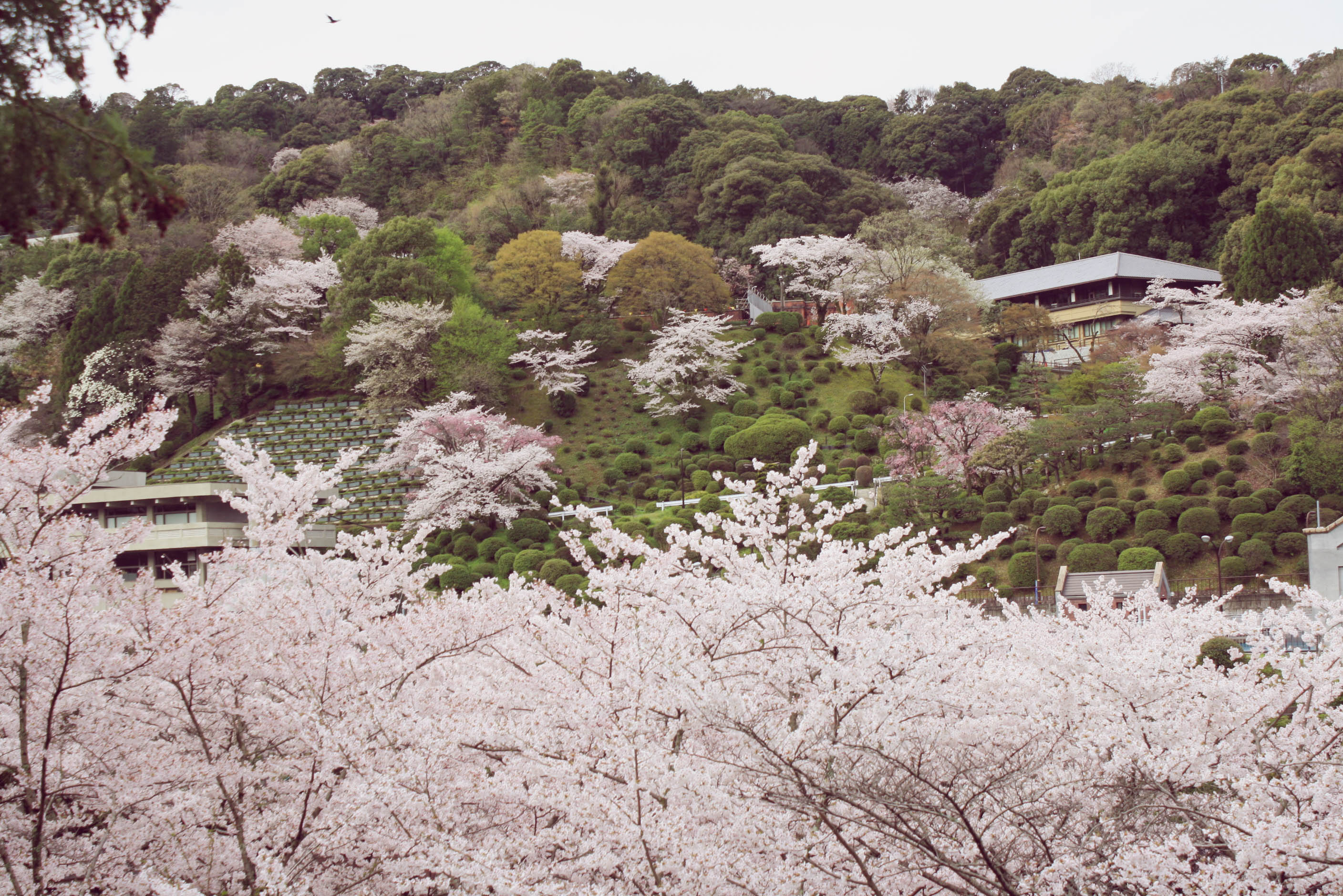 cherry blossom season kyoto