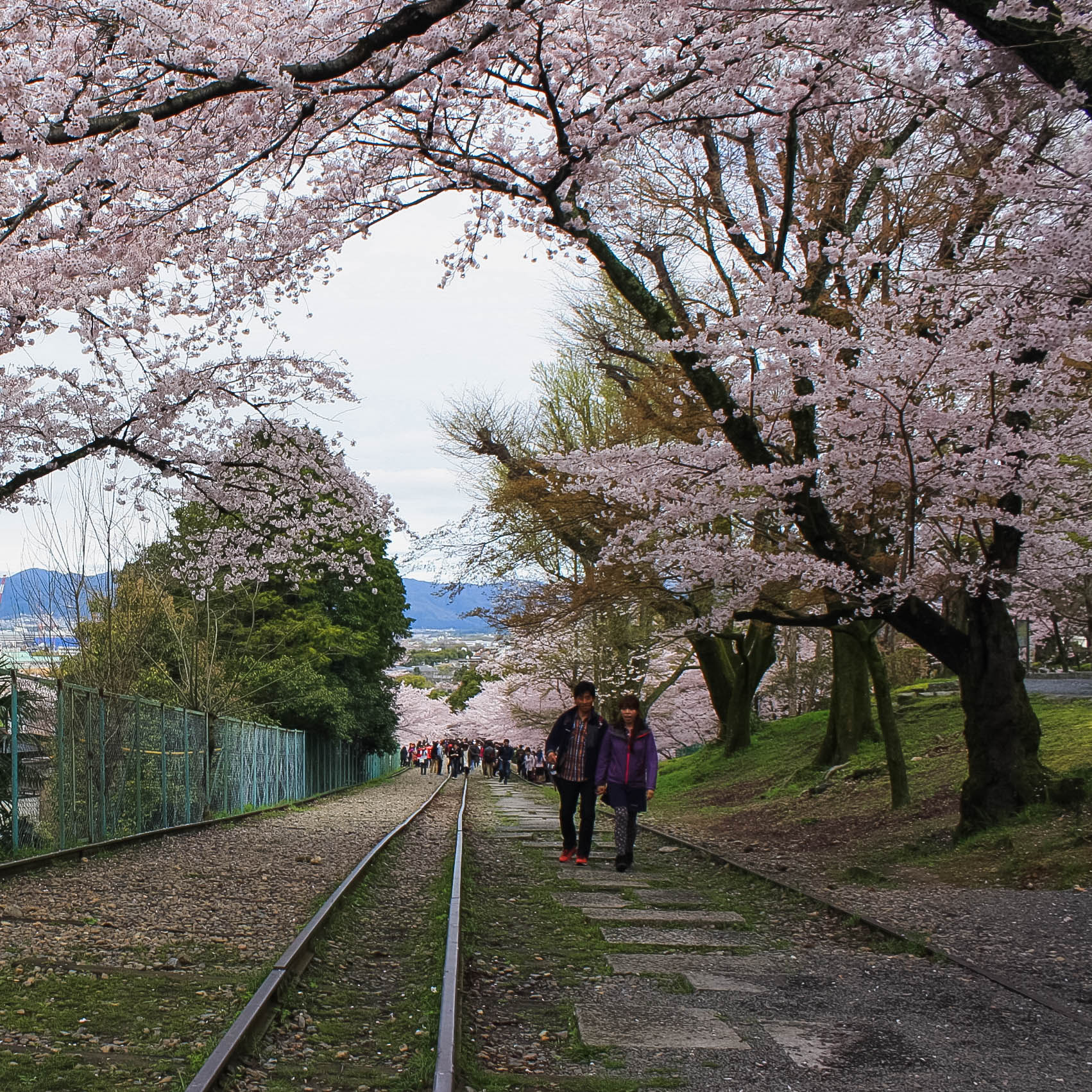 cherry blossoms romantic kyoto