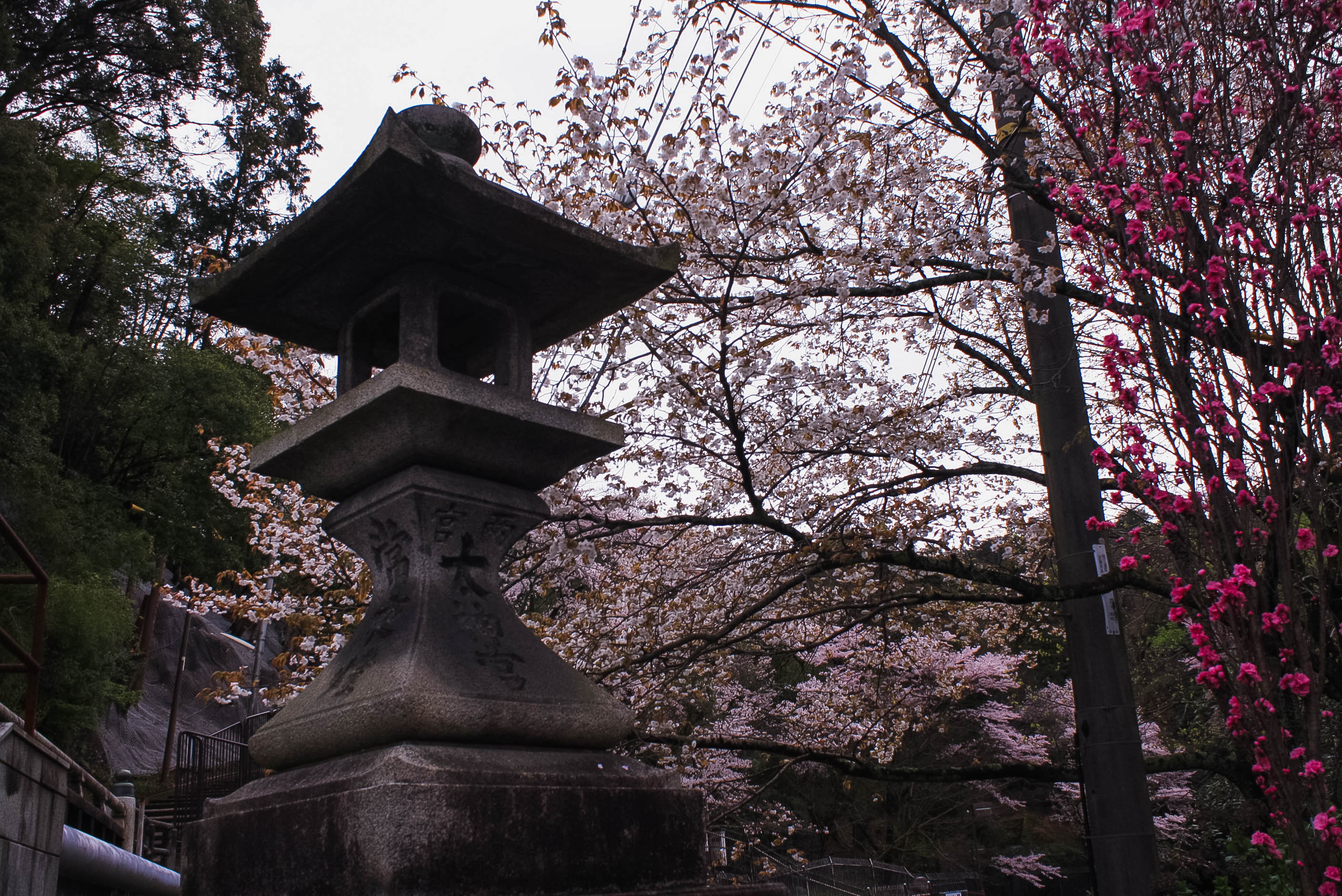 cherry blossom season kyoto