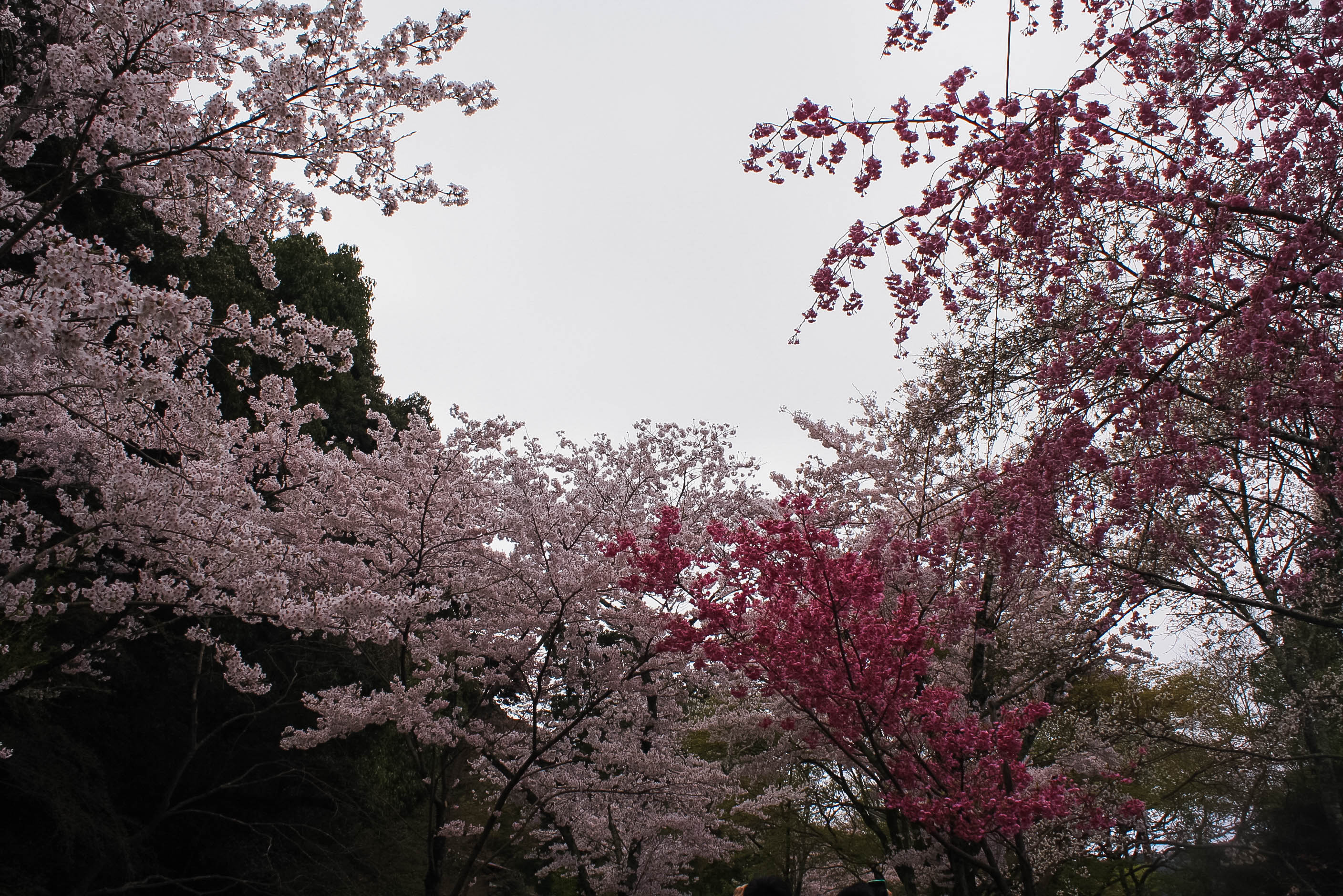 cherry blossoms philospher's path romantic kyoto