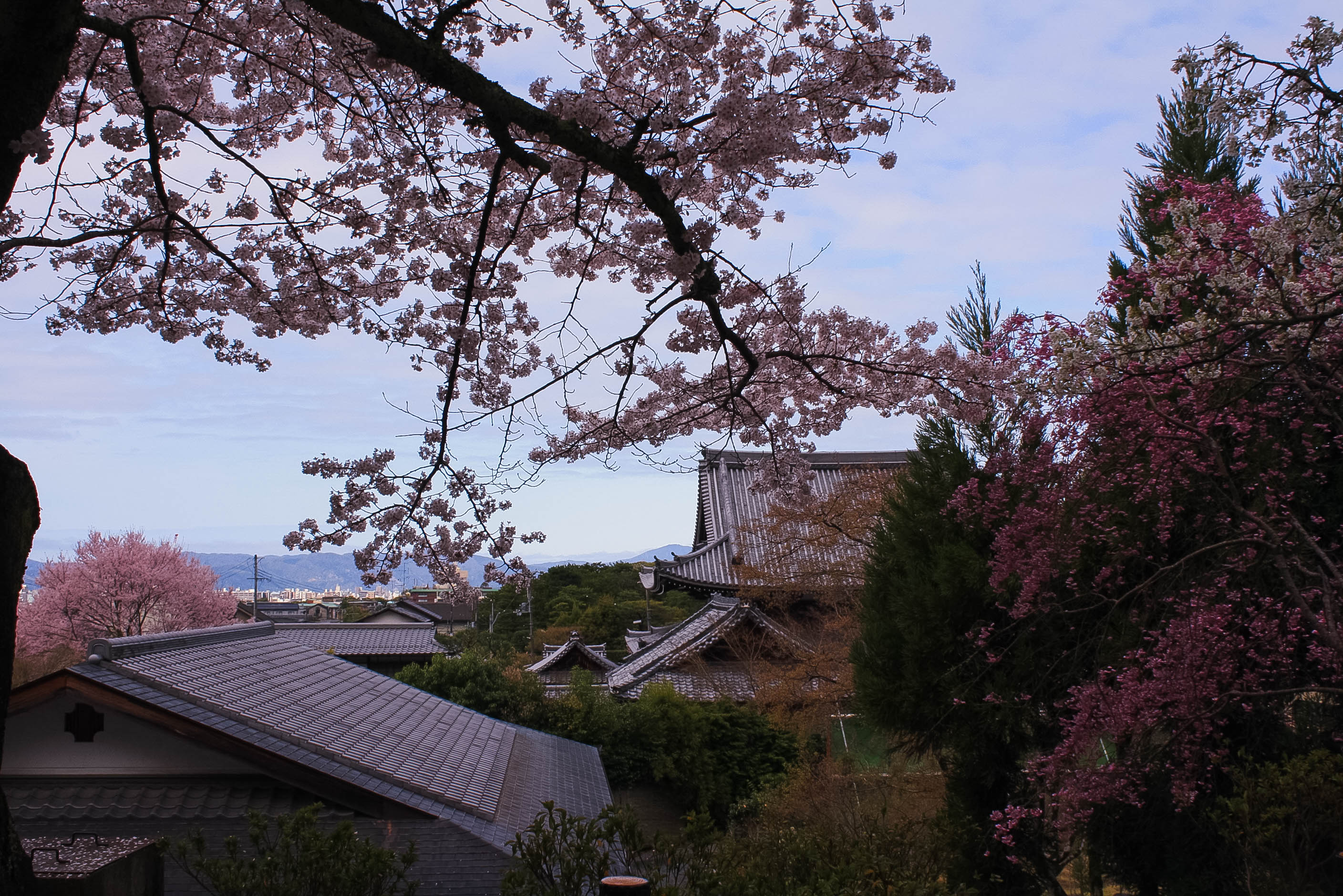 cherry blossoms philospher's path romantic kyoto 4