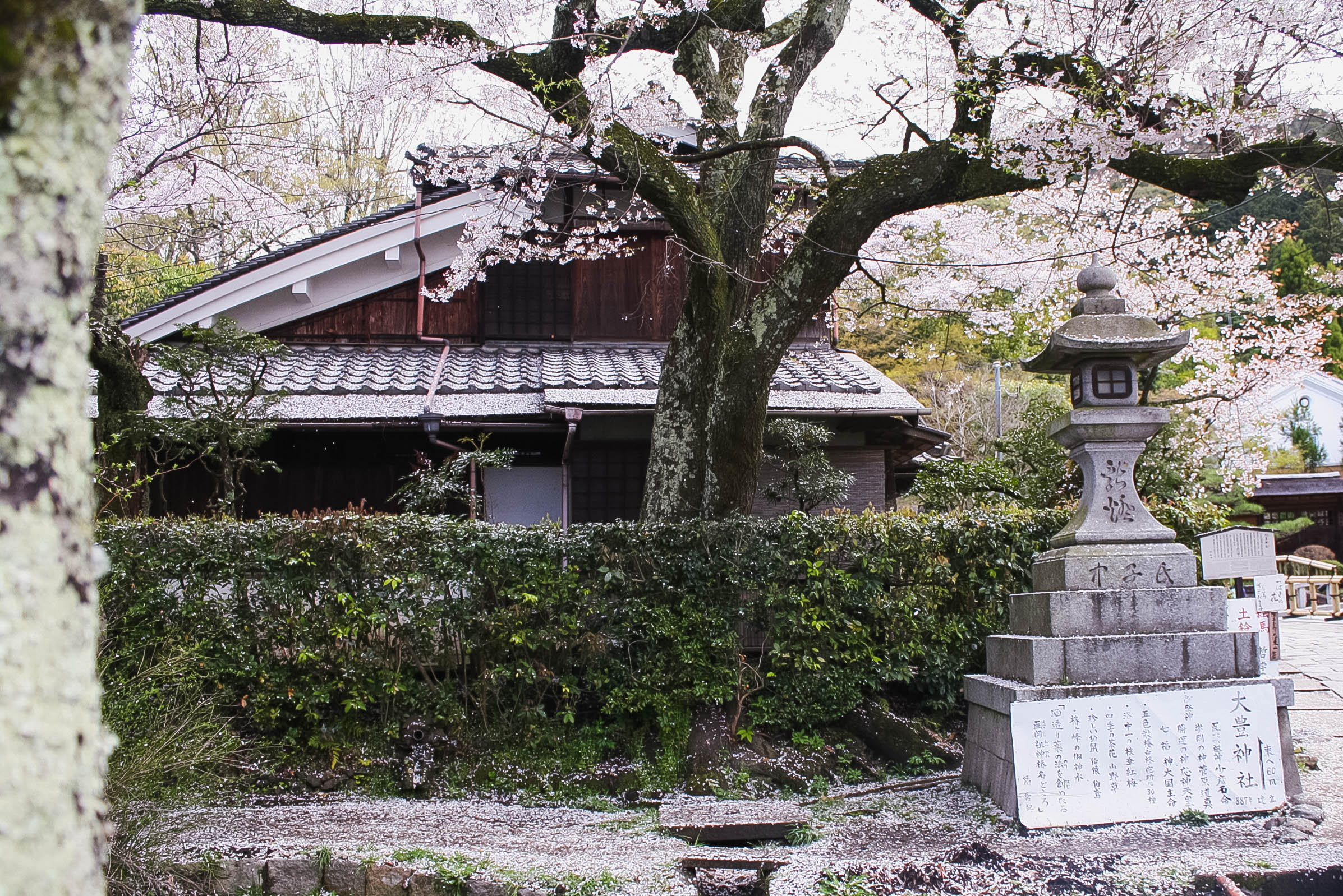 cherry blossoms philospher's path romantic kyoto 7