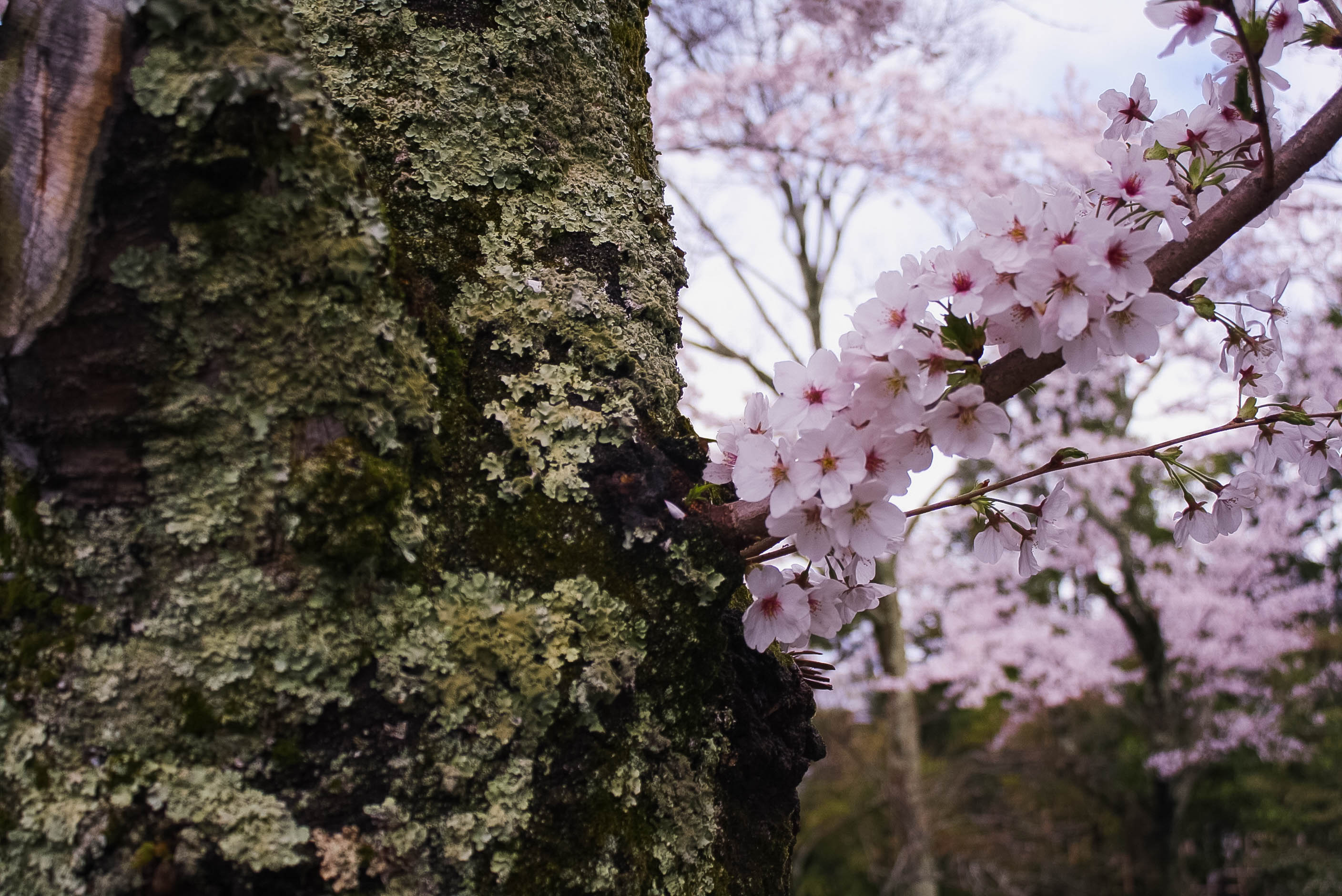 cherry blossoms philospher's path romantic kyoto 9