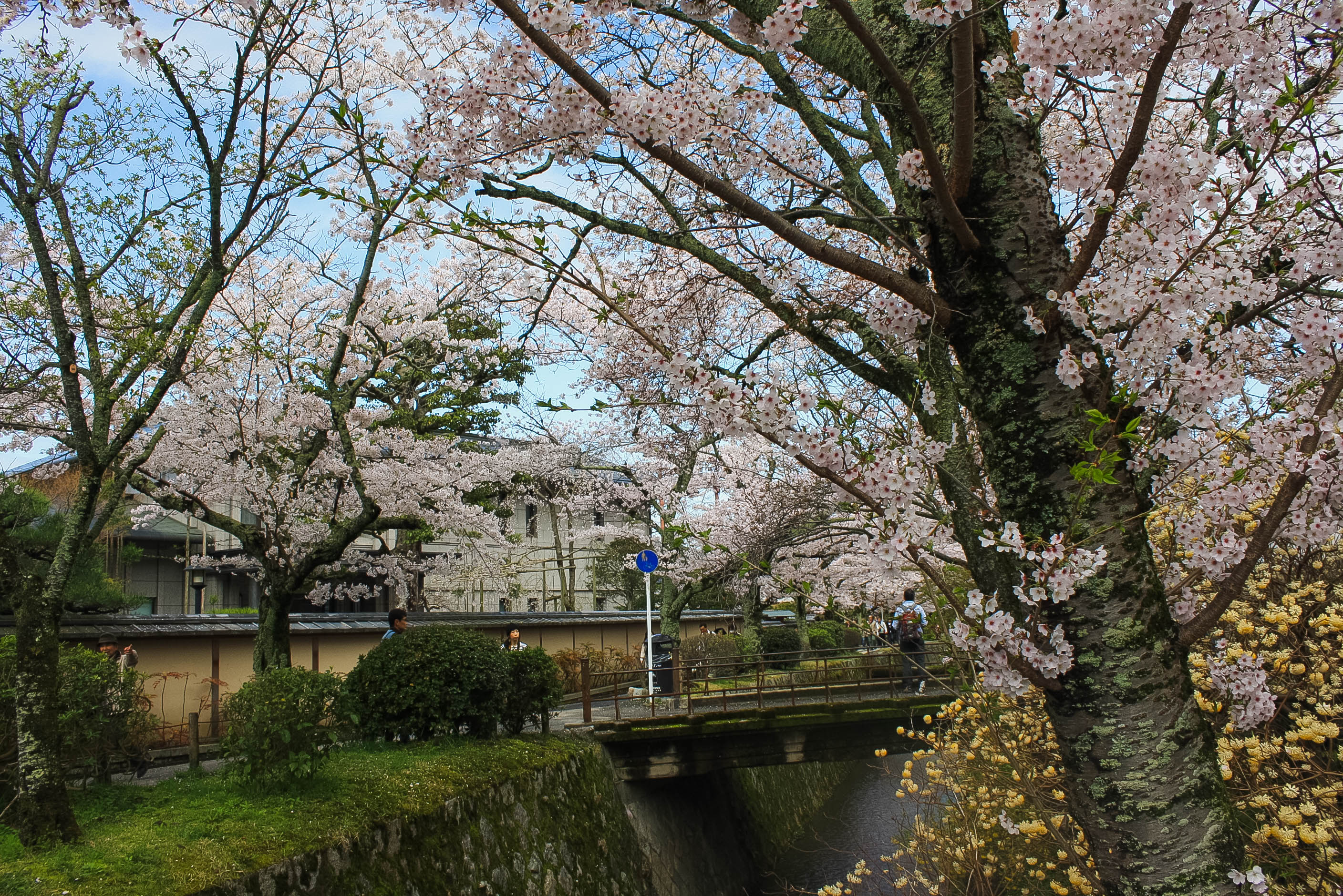 cherry blossoms philospher's path romantic kyoto 14