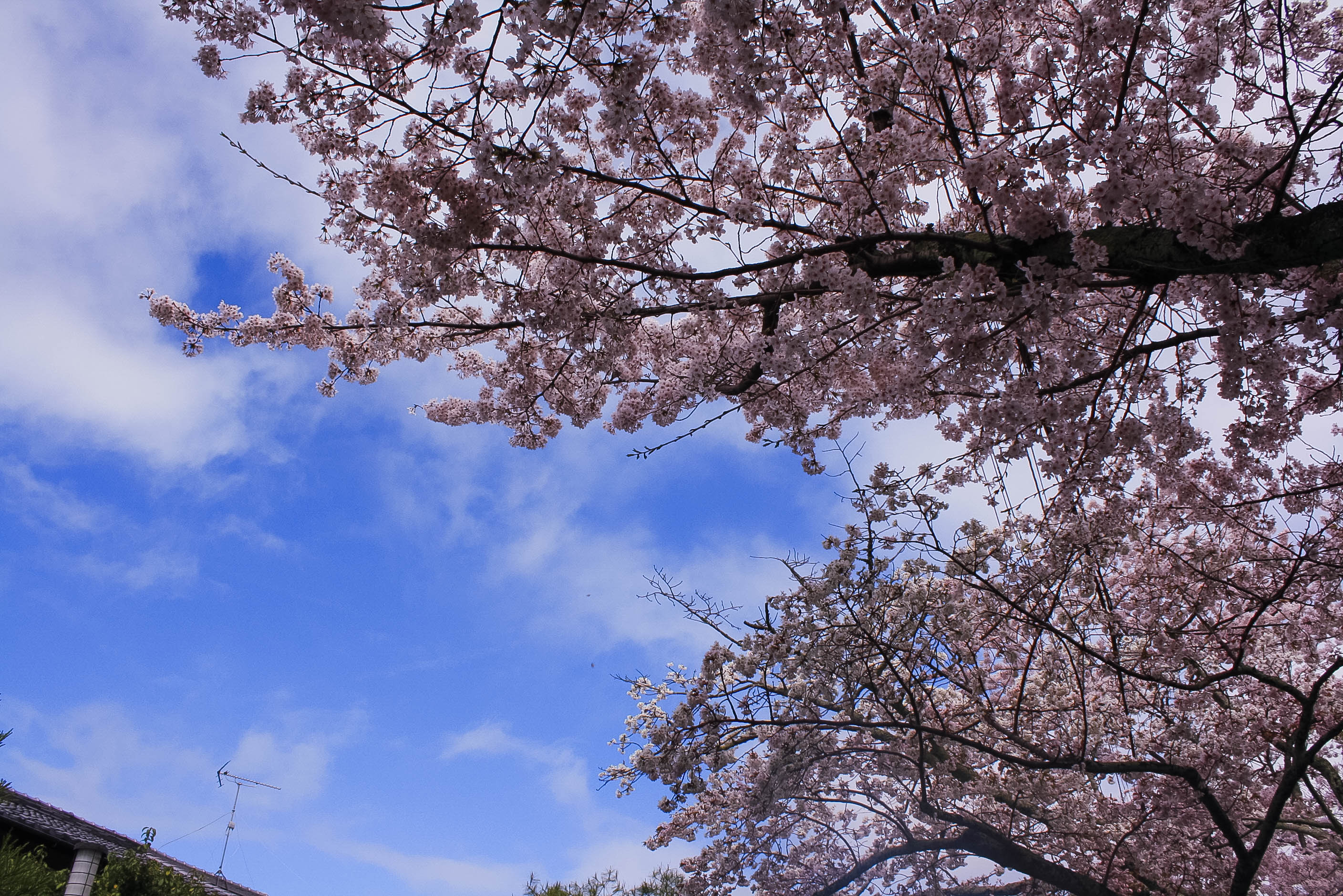 cherry blossoms philospher's path romantic kyoto 6