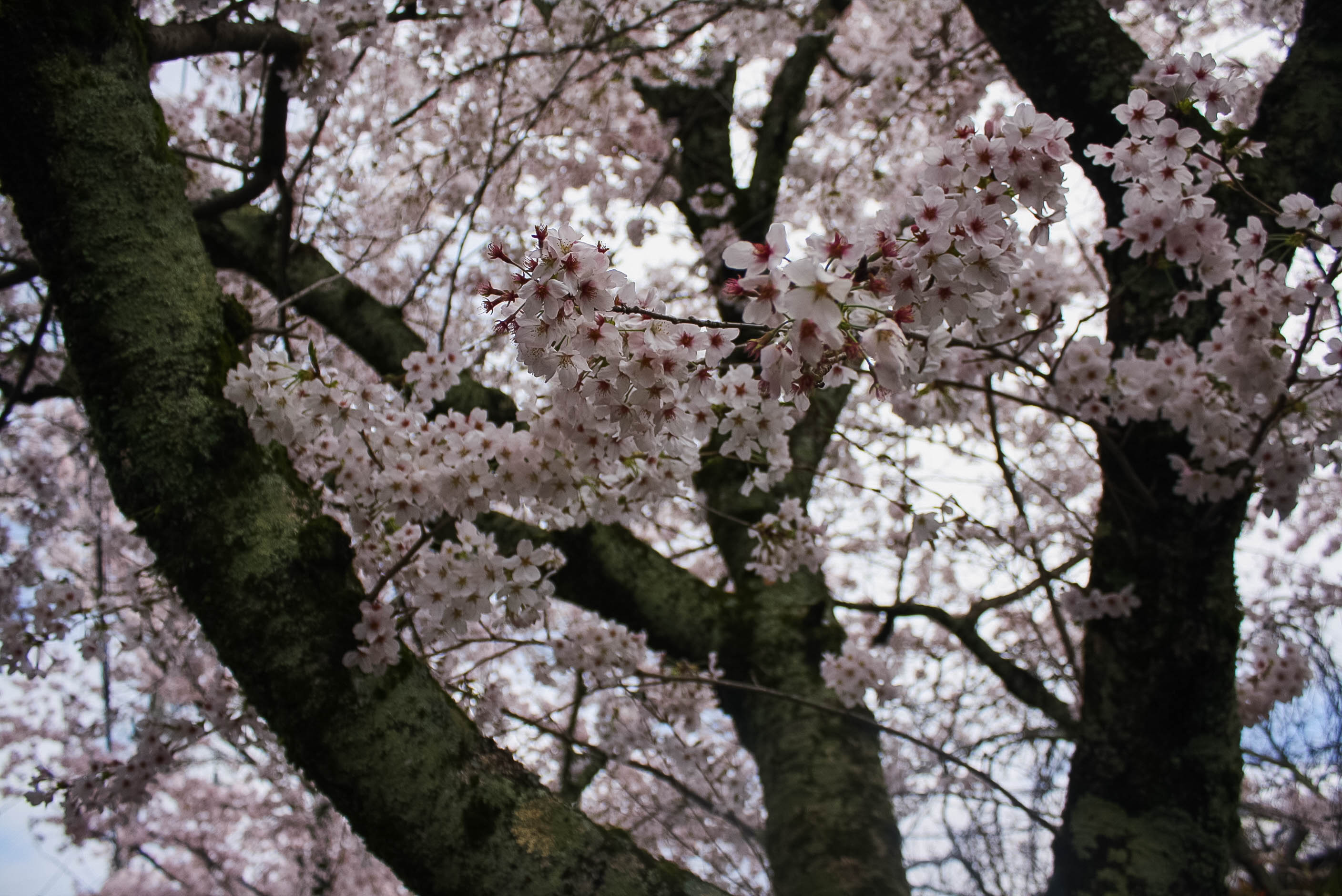 cherry blossoms philospher's path romantic kyoto 19