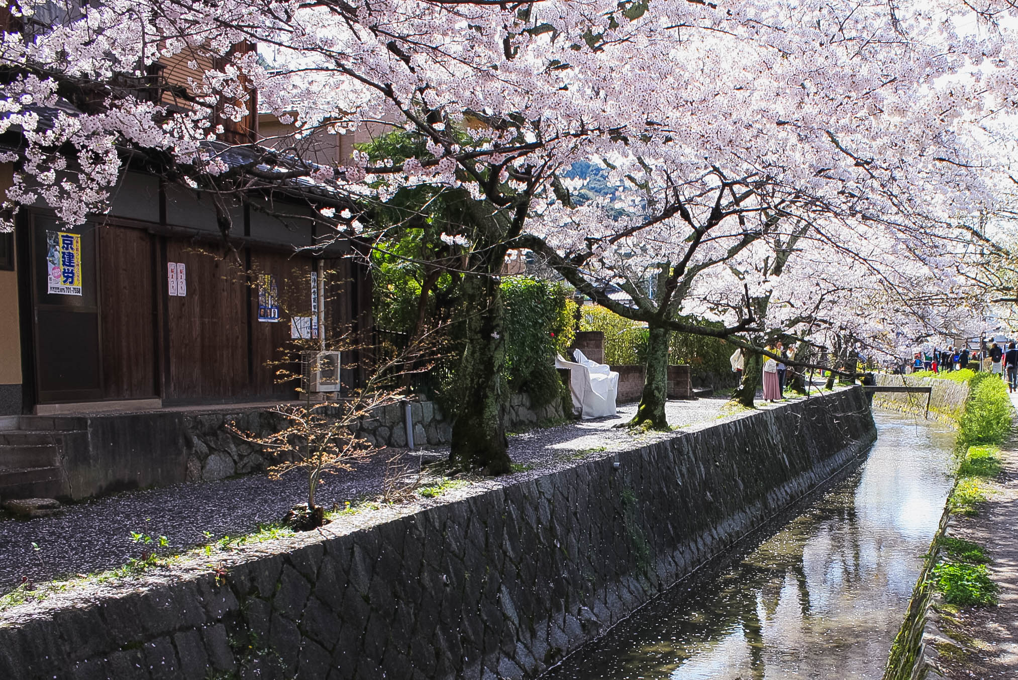 cherry blossoms philospher's path romantic kyoto 40