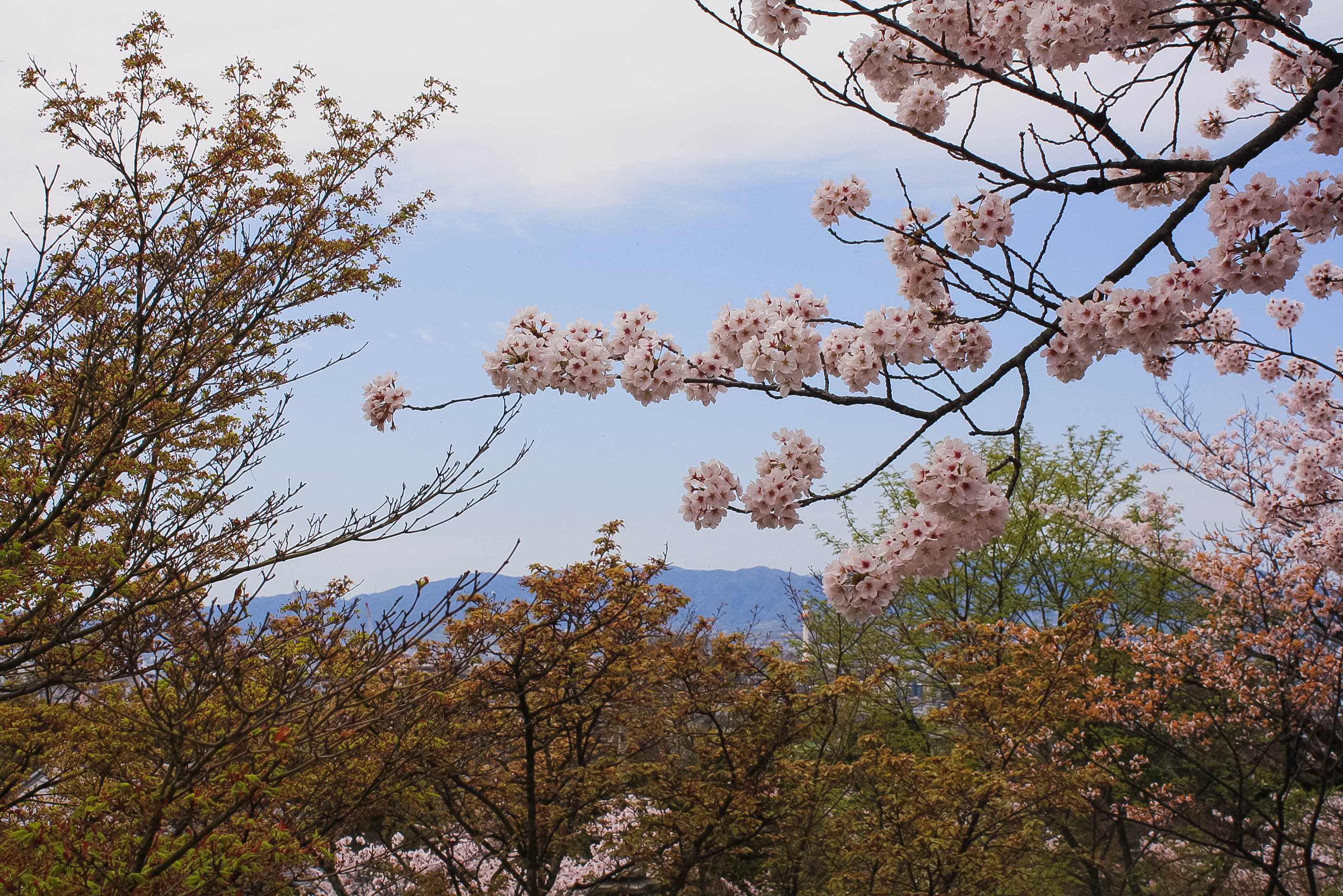 Kiyomizu-dera temple in Kyoto