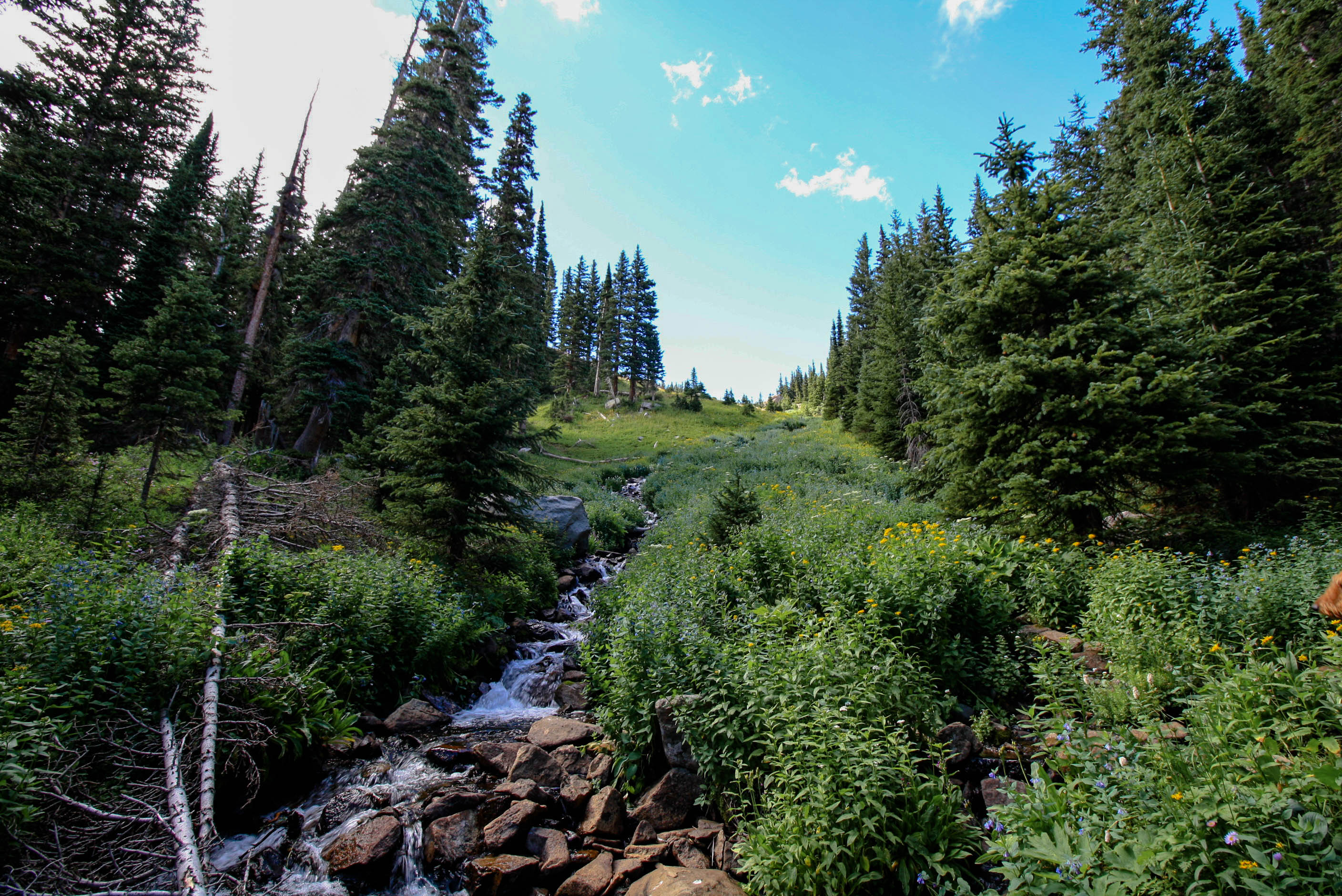 Indian Peaks Wilderness Trail in Boulder Colorado