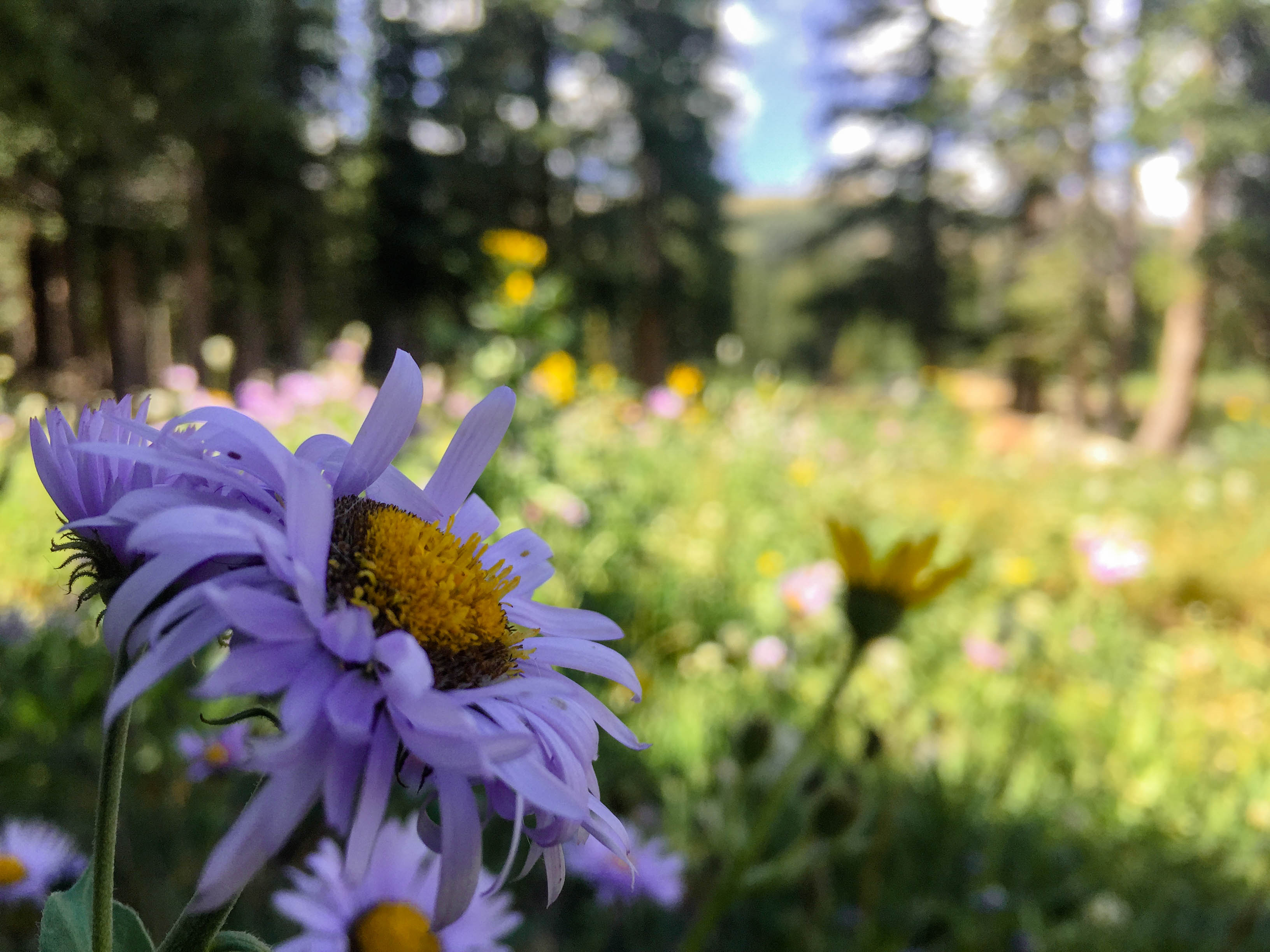 Indian Peaks Wilderness Trail in Boulder Colorado