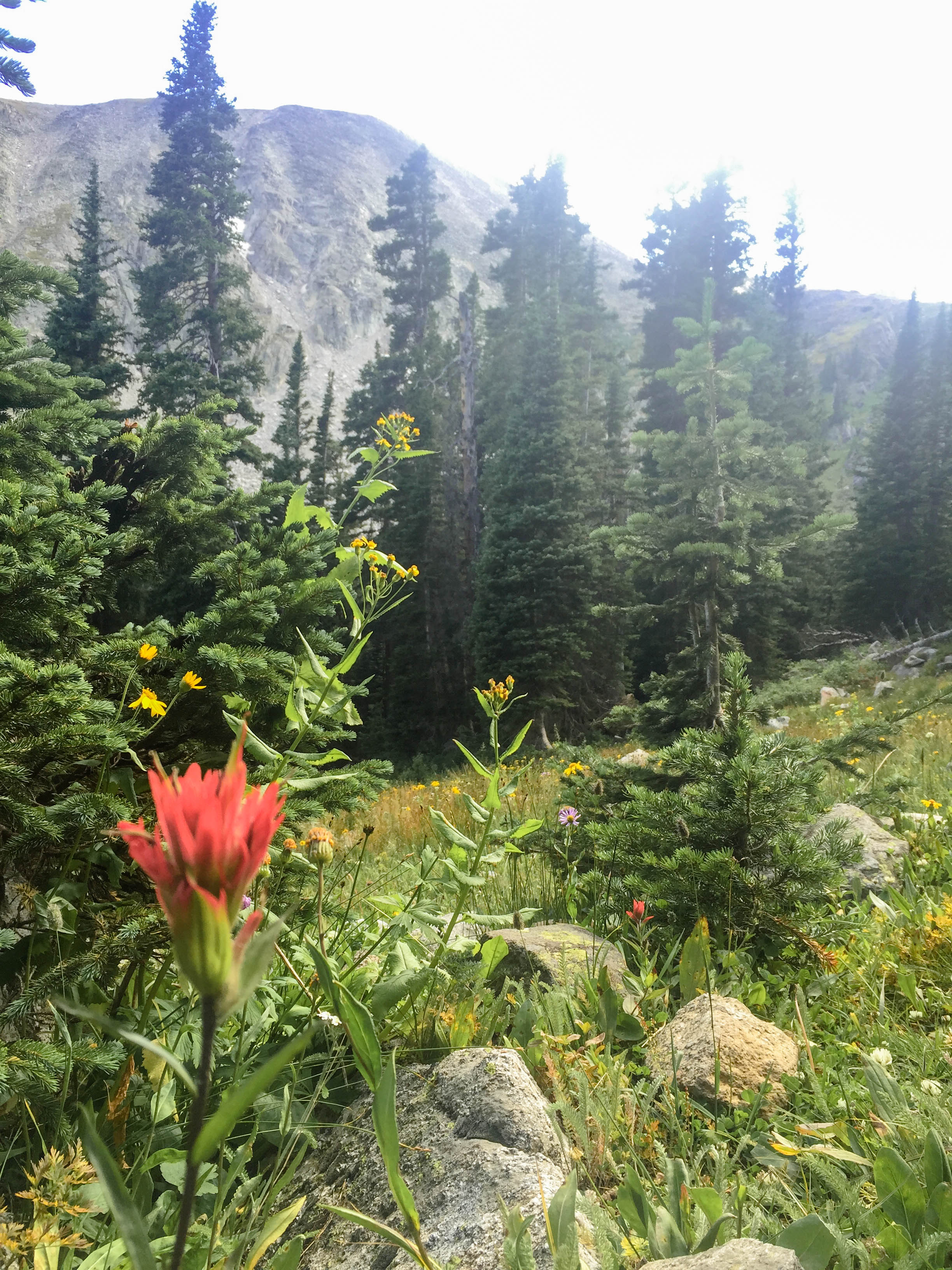 Indian Peaks Wilderness Trail in Boulder Colorado