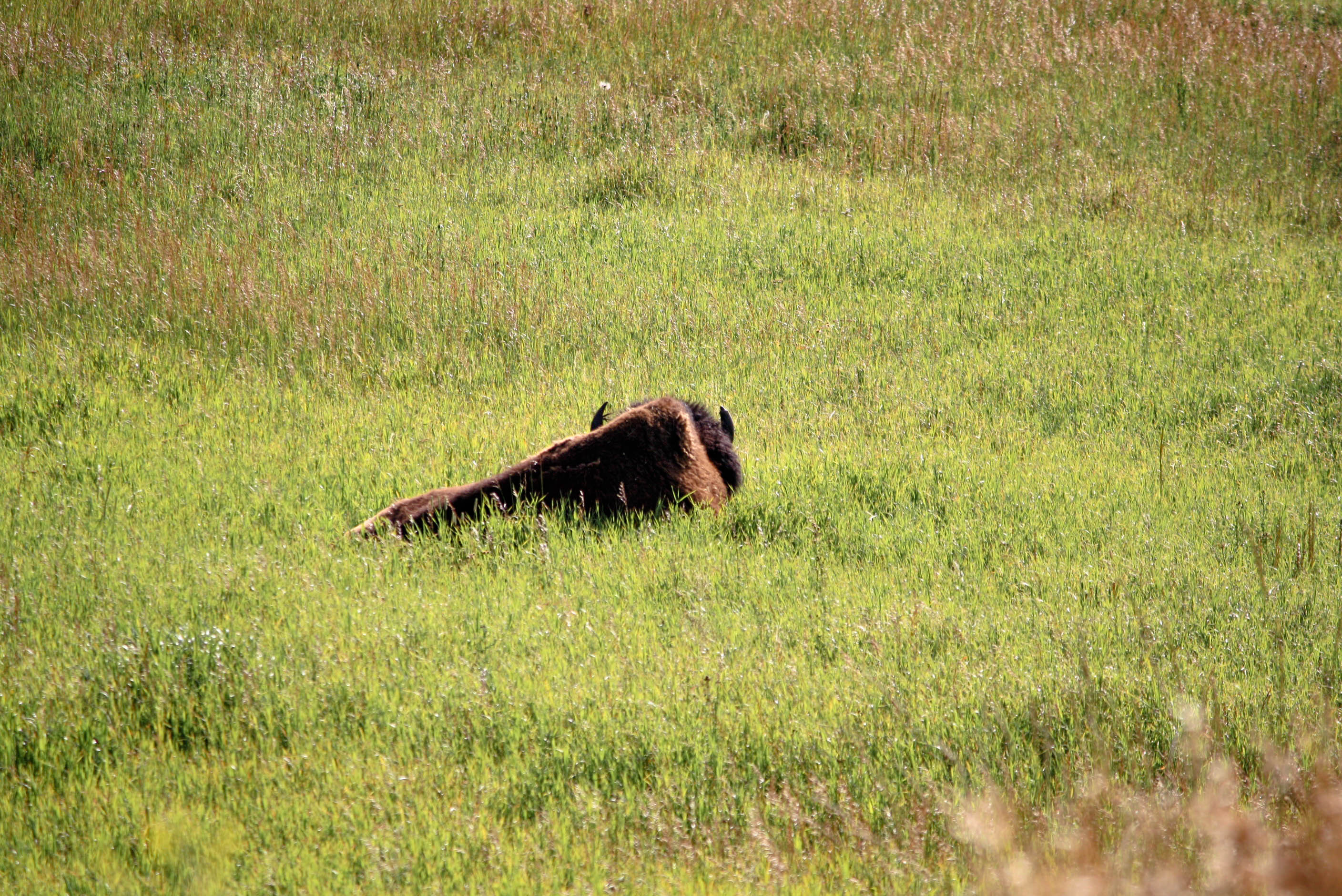 Bison in Yellowstone National Park