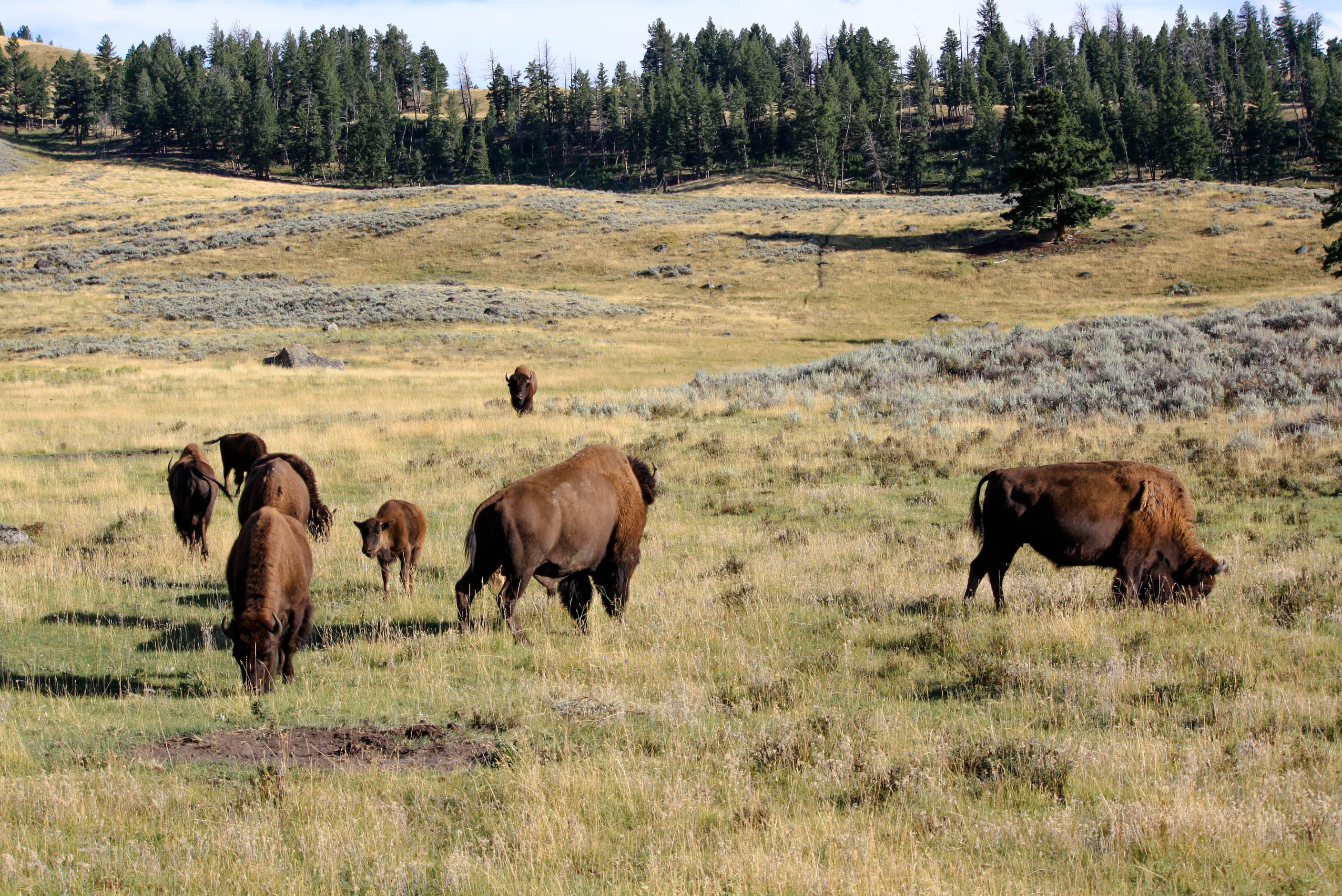 Bison in Yellowstone National Park