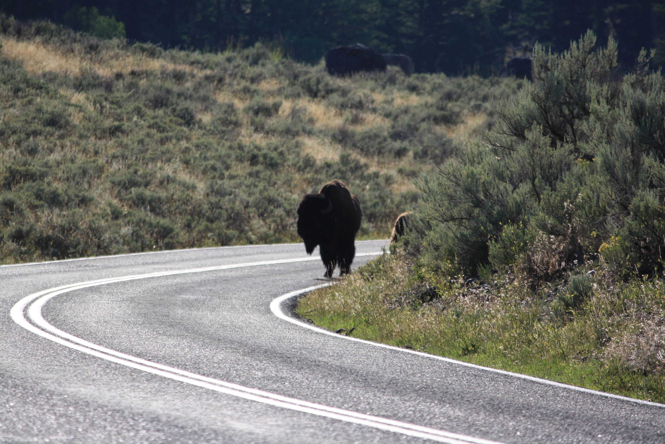 Bison in Yellowstone National Park