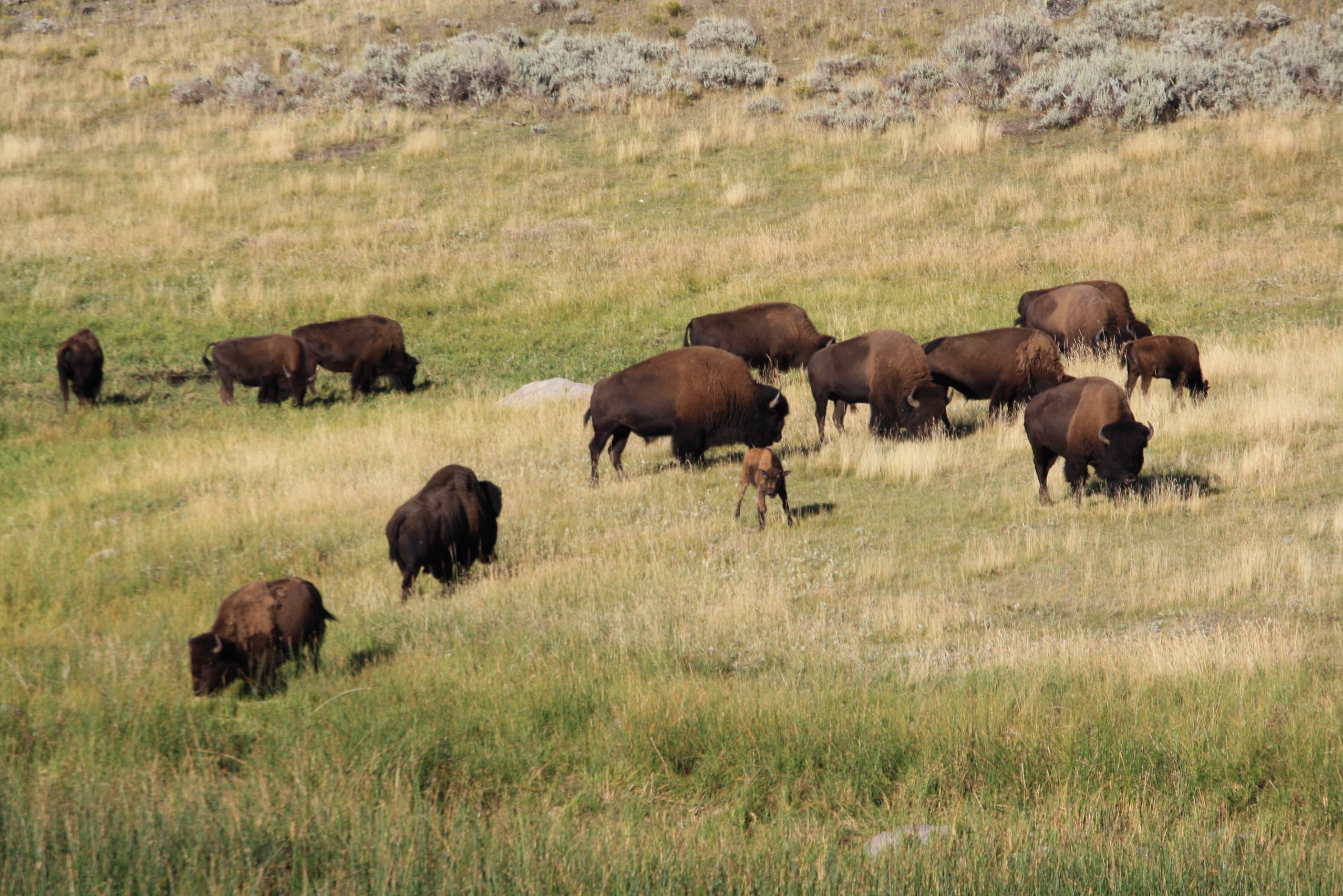 Bison in Yellowstone National Park