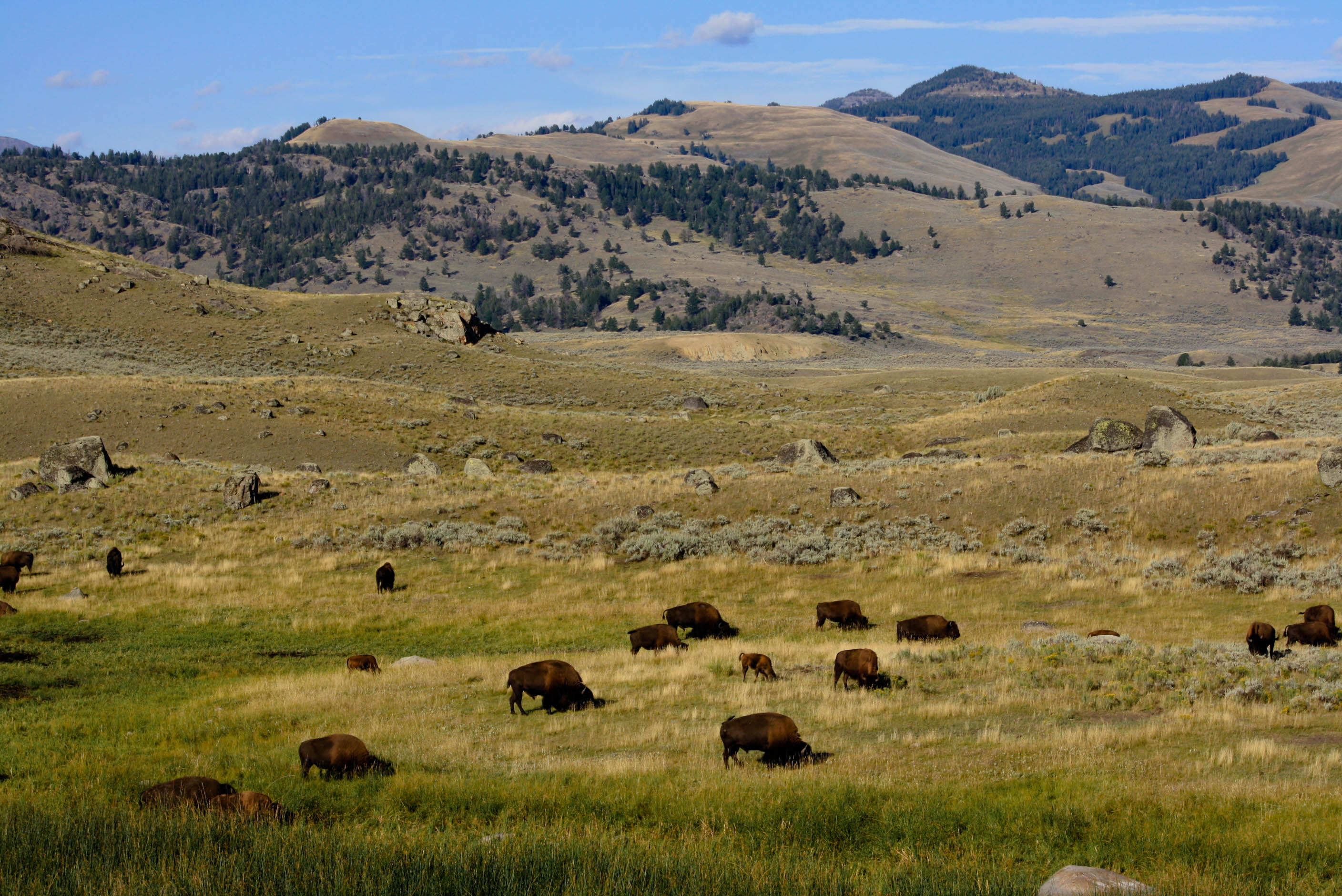 Bison in Yellowstone National Park