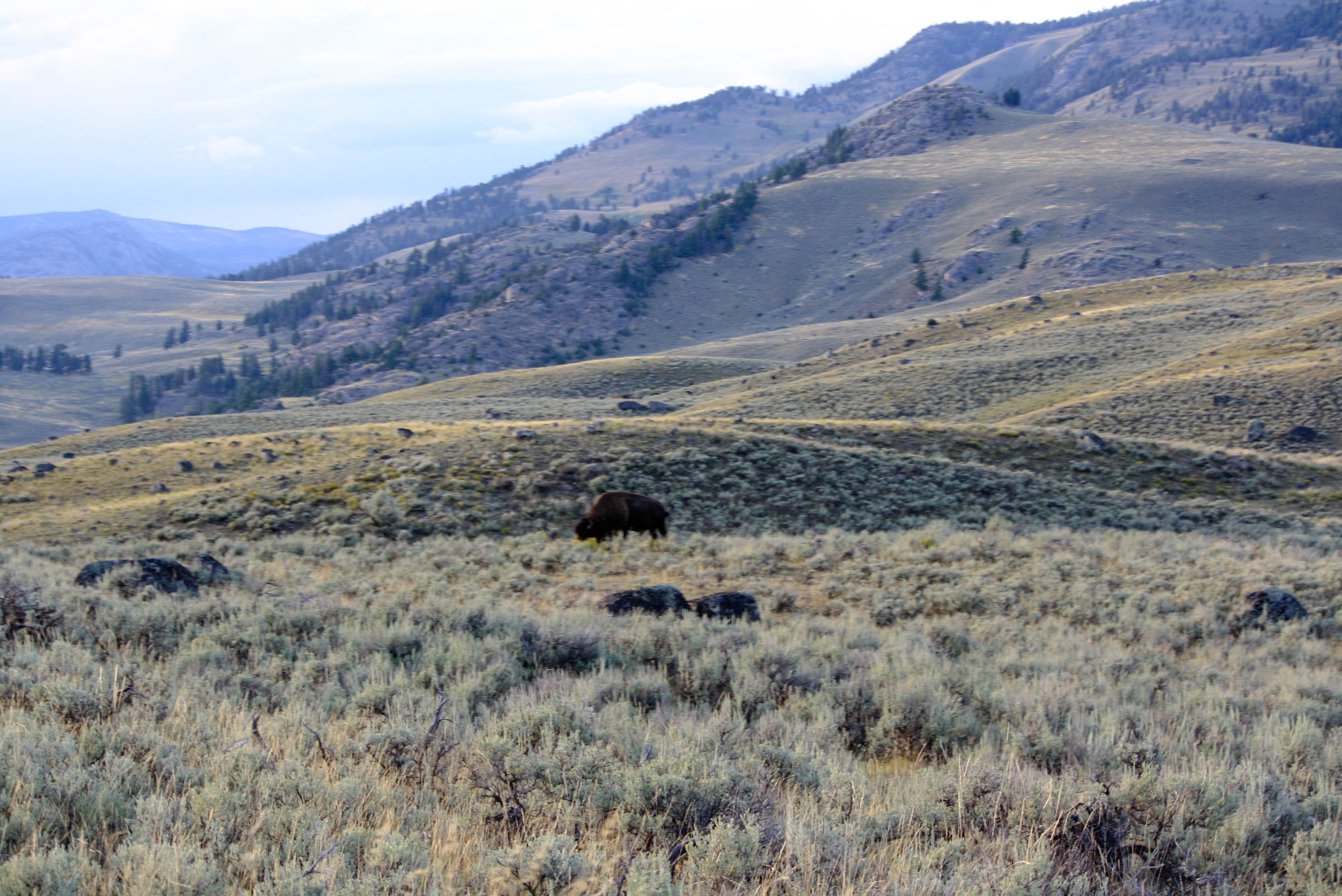 Bison in Yellowstone National Park