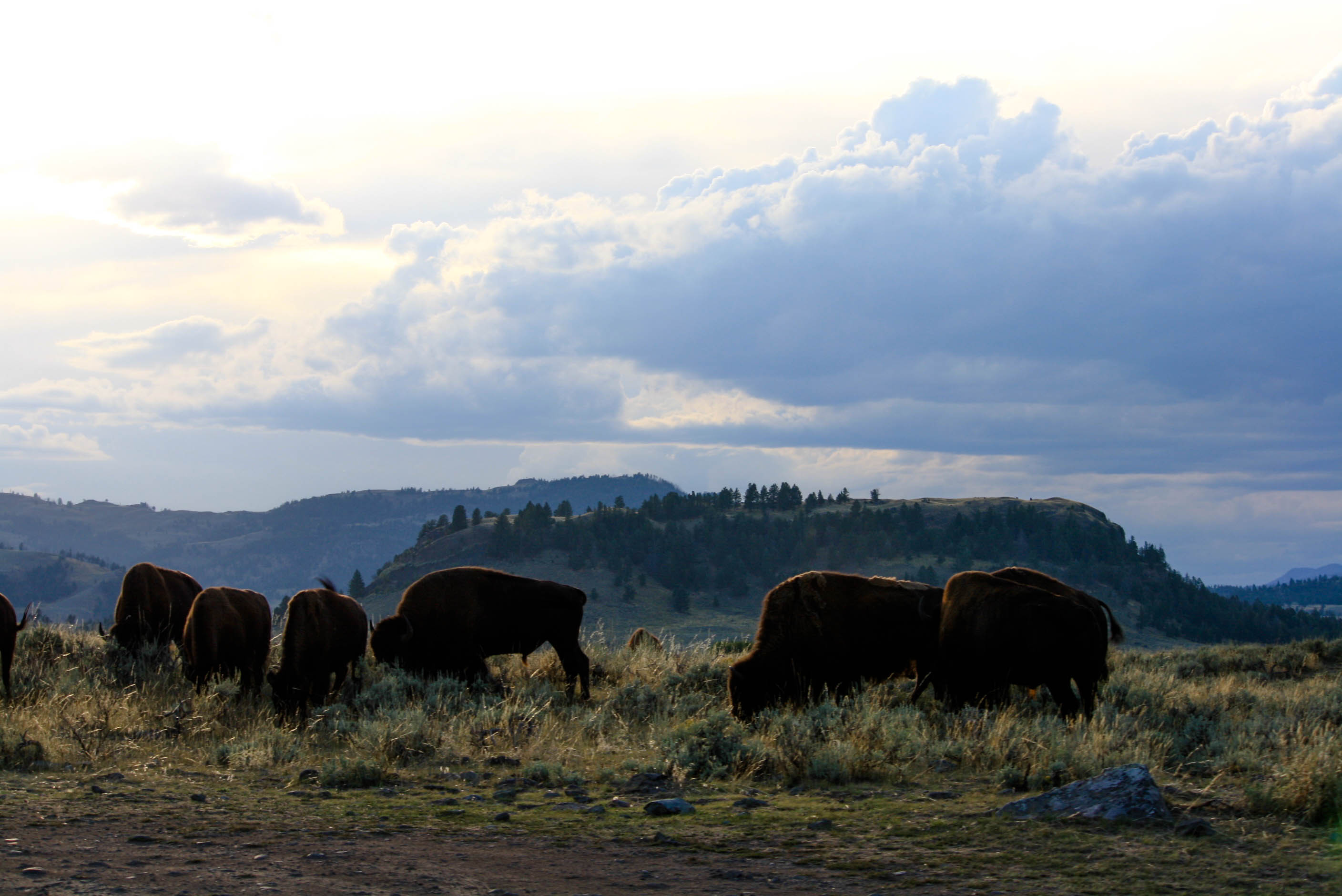 Bison in Yellowstone National Park