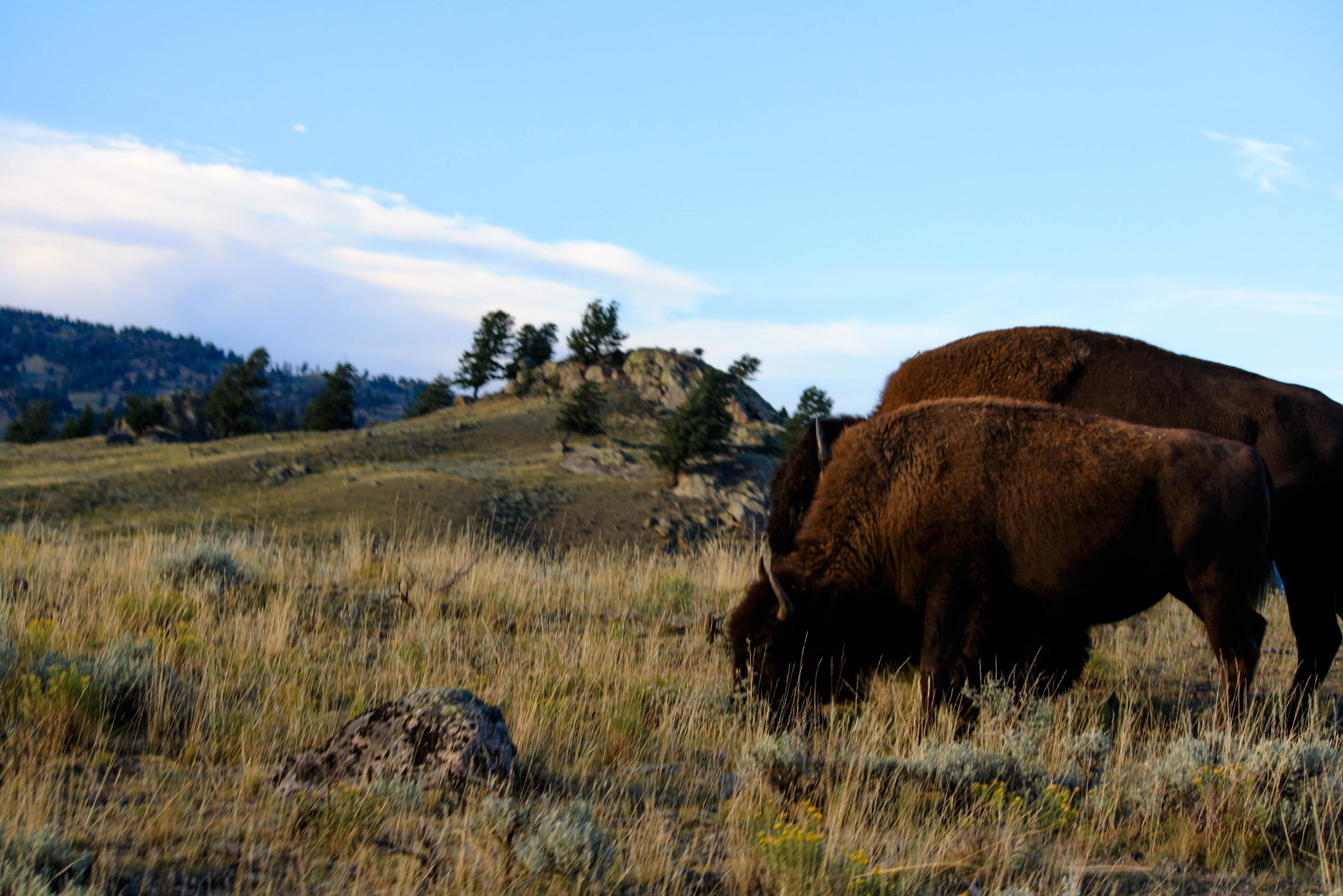 Bison in Yellowstone National Park