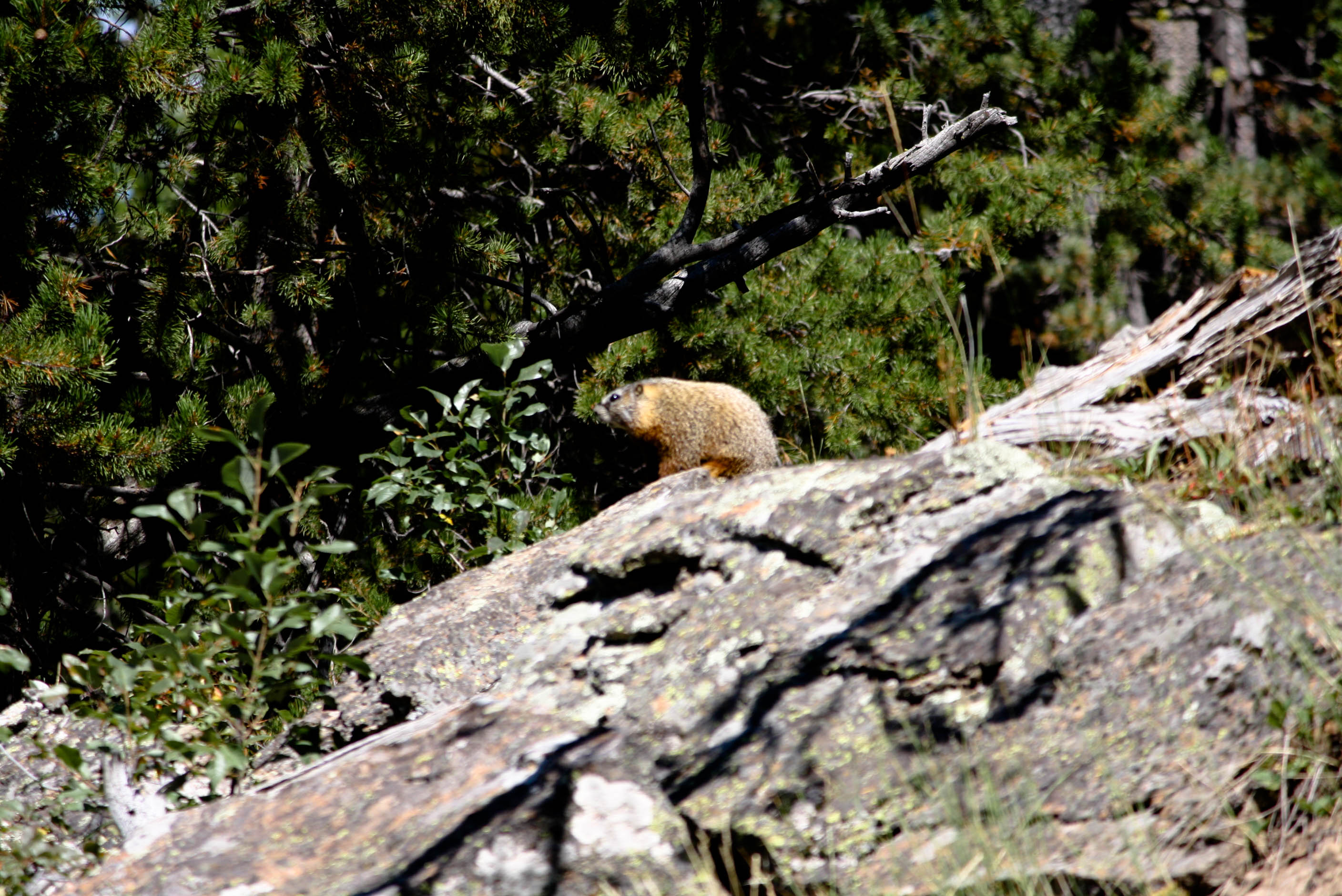 Yellow-bellied Marmot in Yellowstone