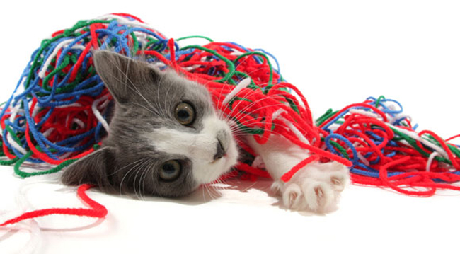 cat wrapped in yarn.jpg