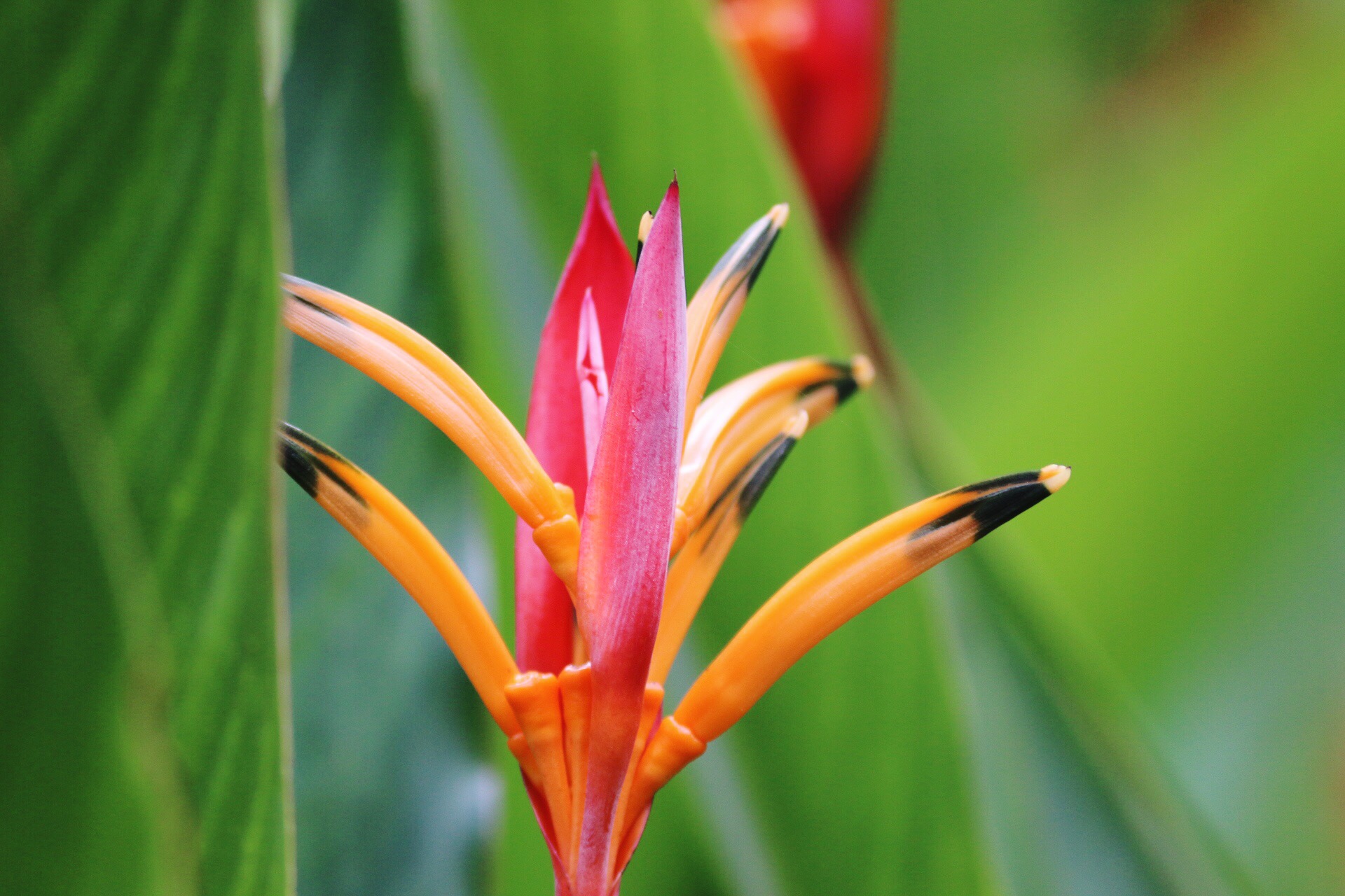 Flora and Fauna in El Yunque Rainforest National Forest in Puerto Rico (2)