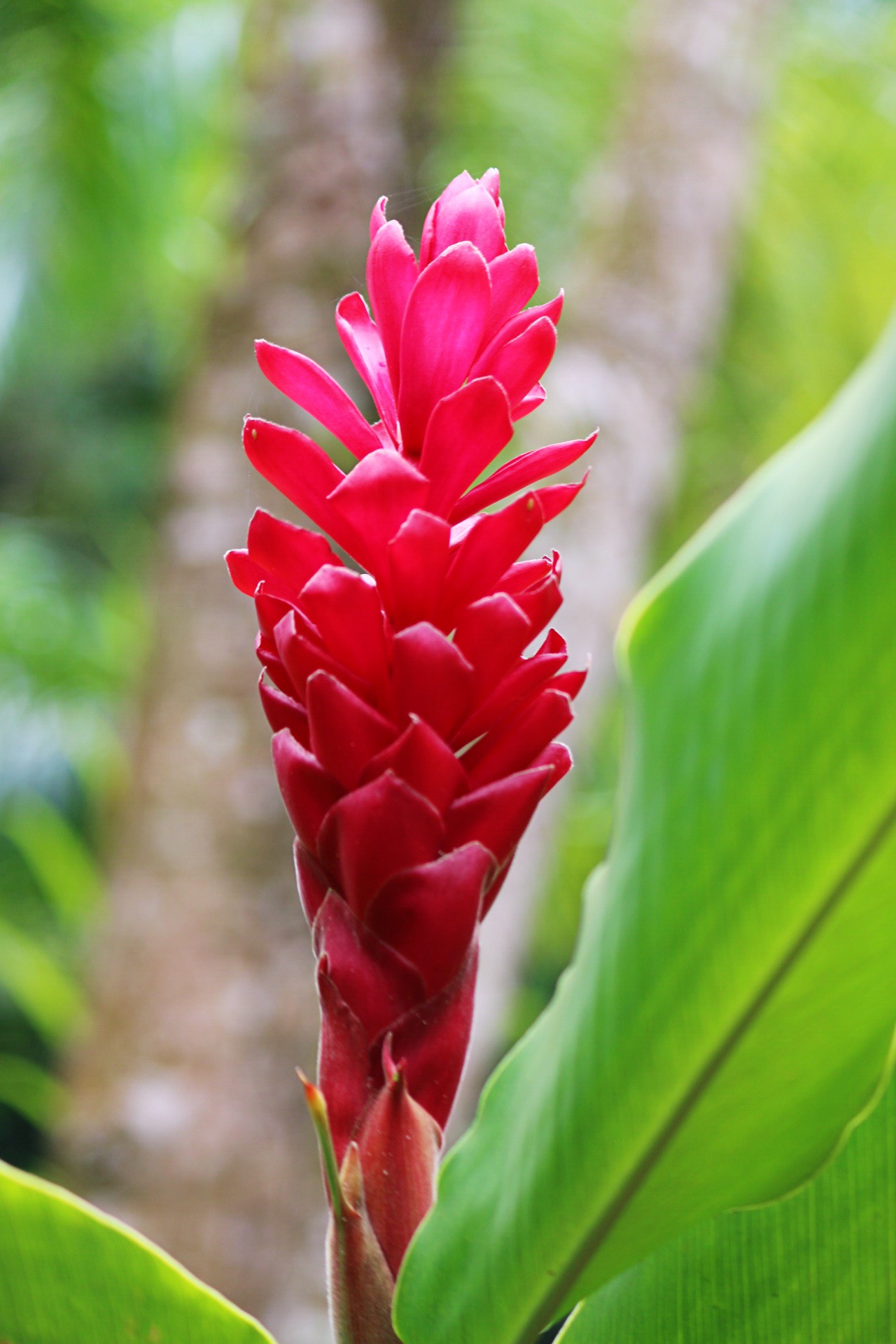 Flora and Fauna in El Yunque Rainforest National Forest in Puerto Rico (3)