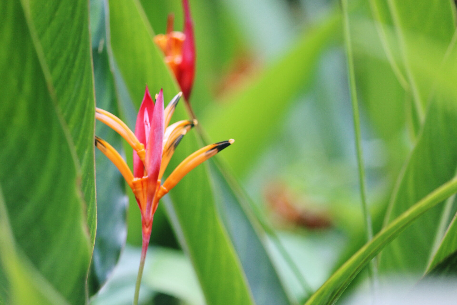 Flora and Fauna in El Yunque Rainforest National Forest in Puerto Rico (4)