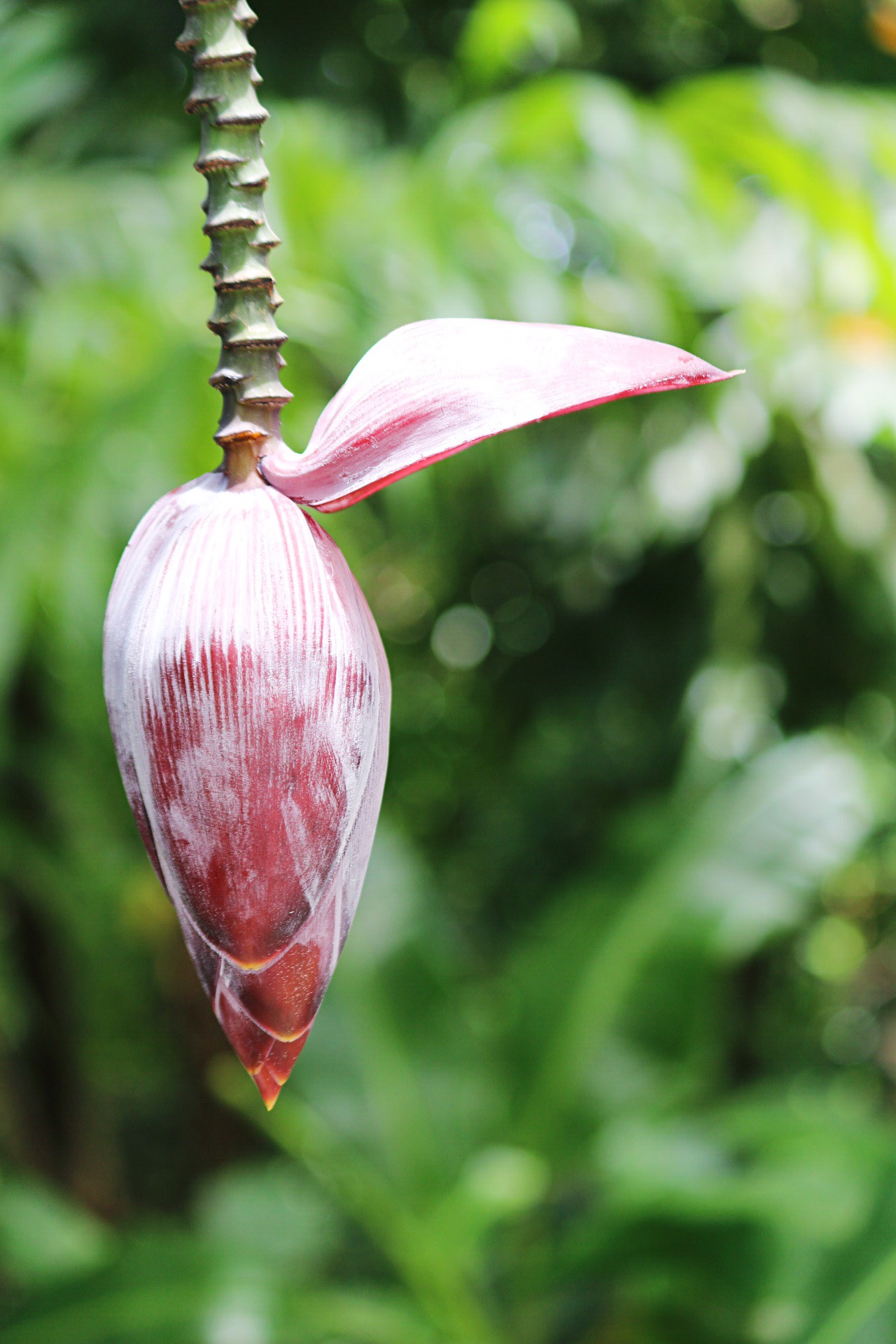 Flora and Fauna in El Yunque Rainforest National Forest in Puerto Rico (5)