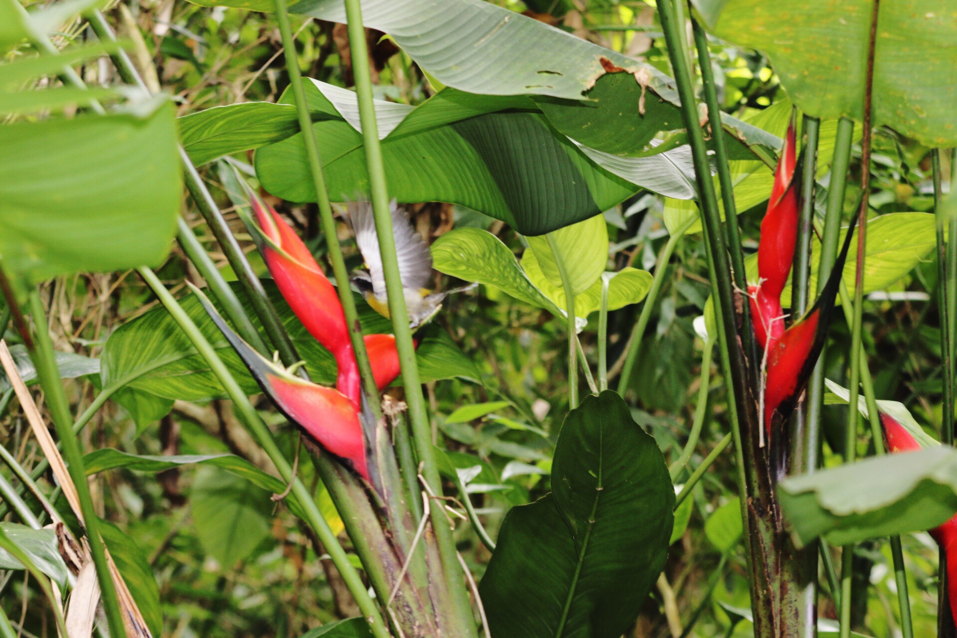 Flora and Fauna in El Yunque Rainforest National Forest in Puerto Rico (6)