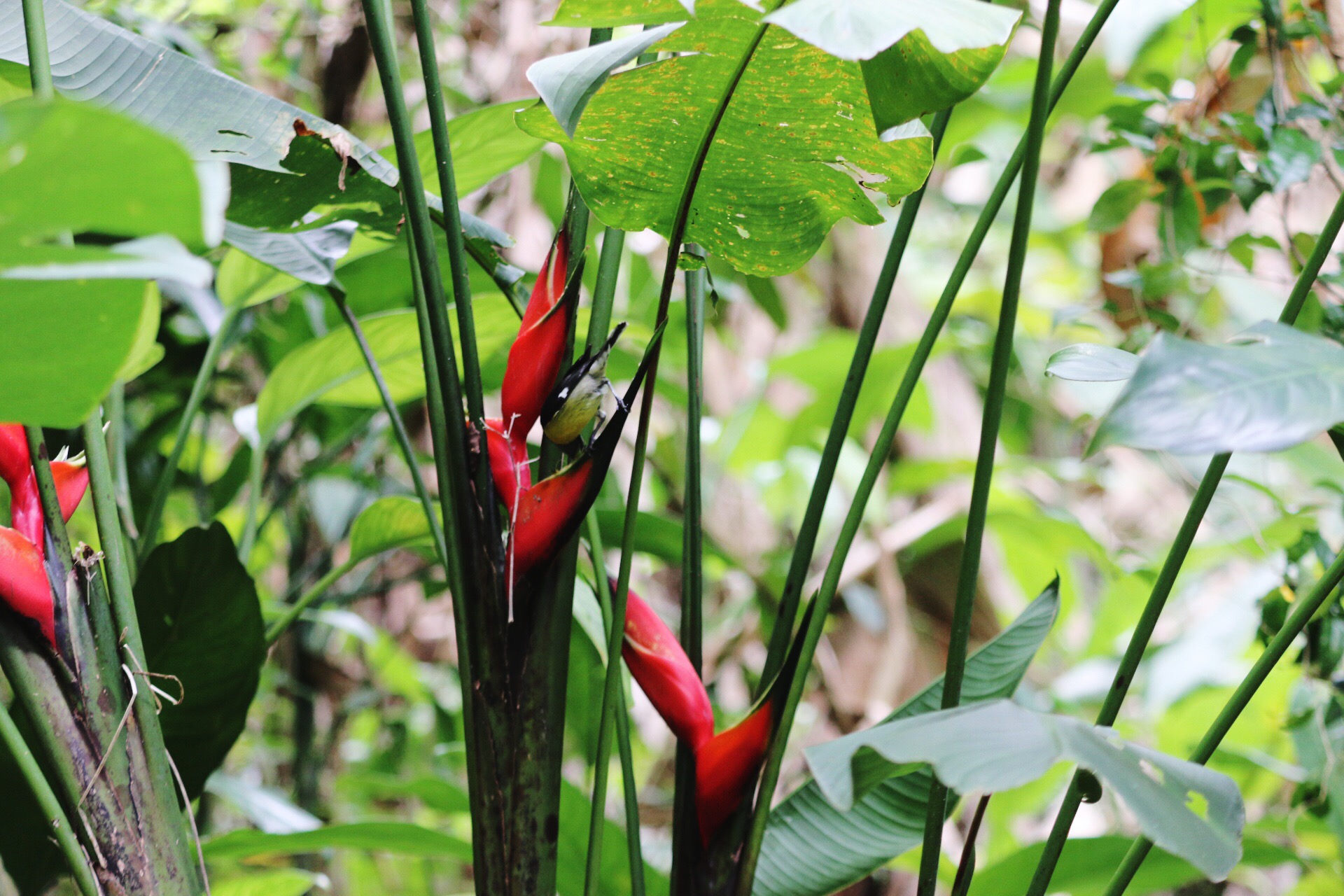 Flora and Fauna in El Yunque Rainforest National Forest in Puerto Rico