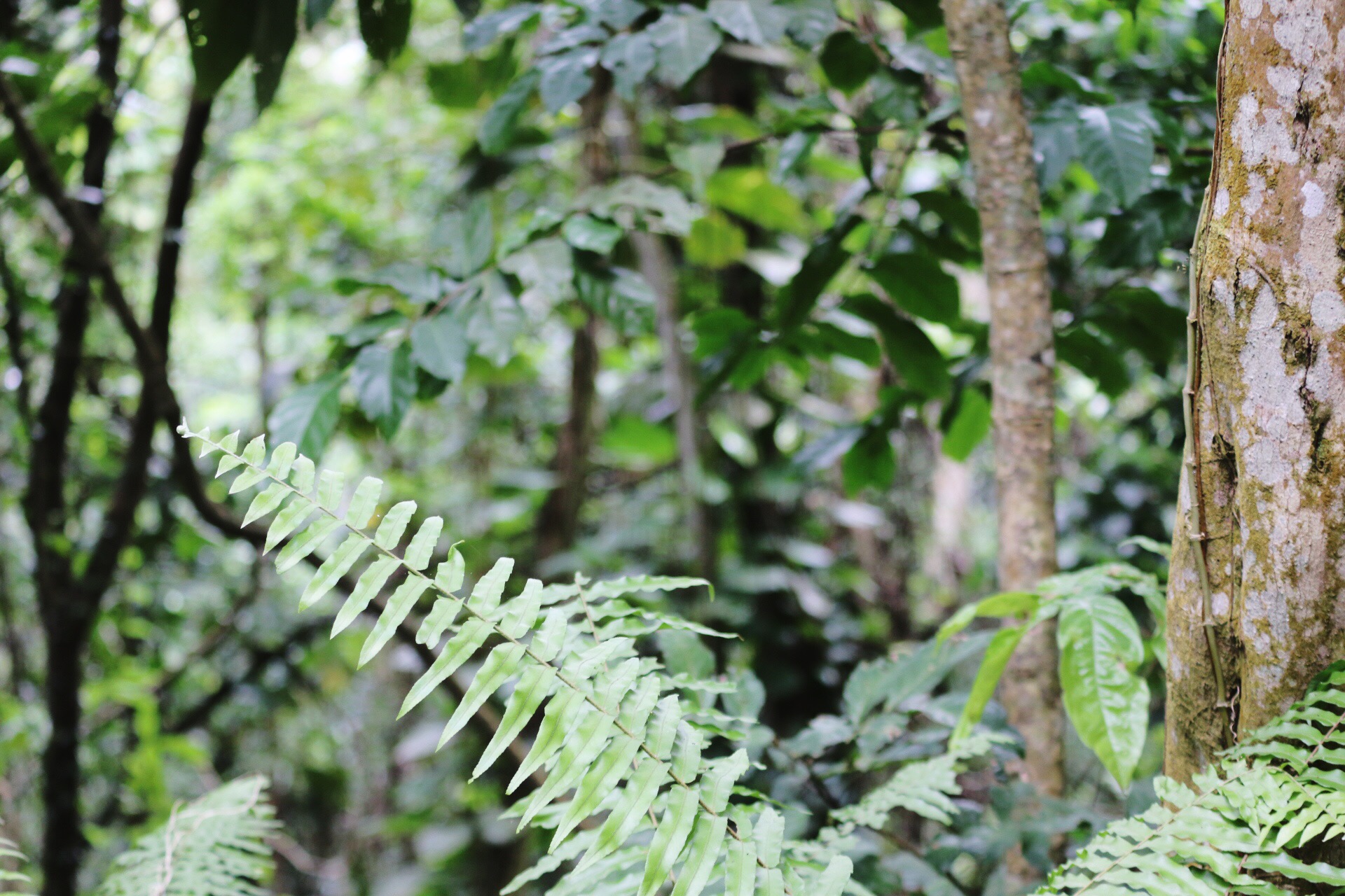 Jungle in the Rainforest of El Yunque National Forest in Puerto Rico