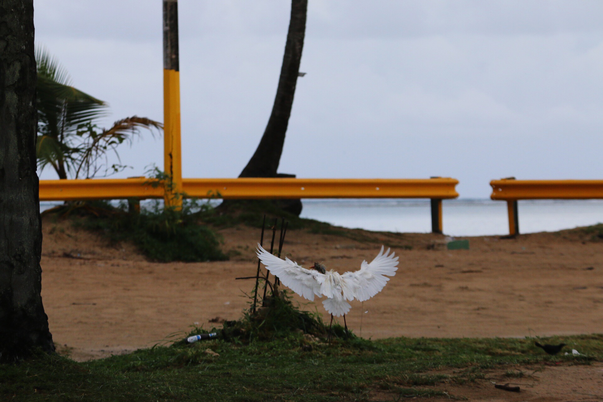 Loquillo Beach in Puerto Rico Birds