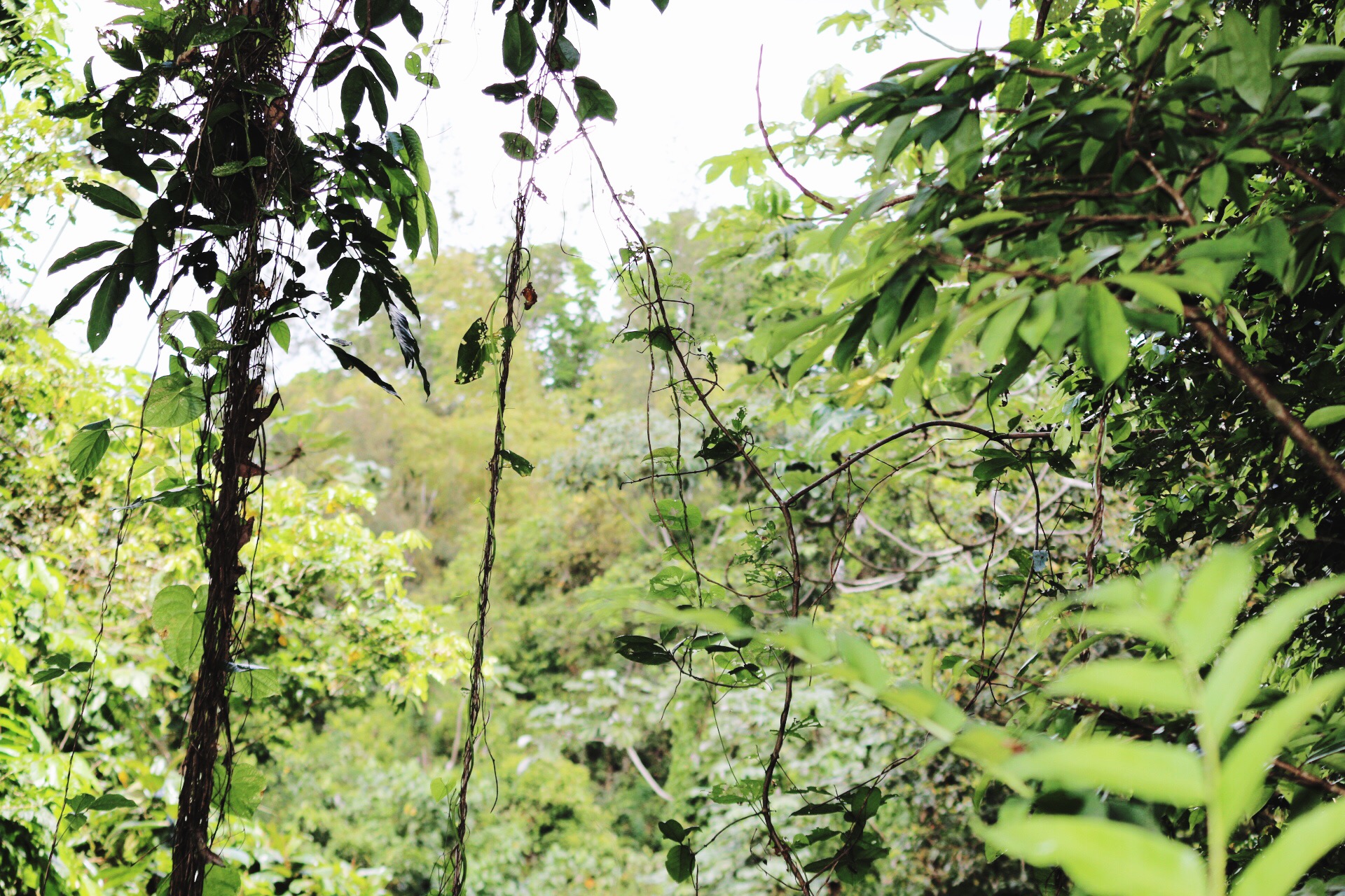 The Jungles of the Rainforest at El Yunque National Forest in Puerto Rico